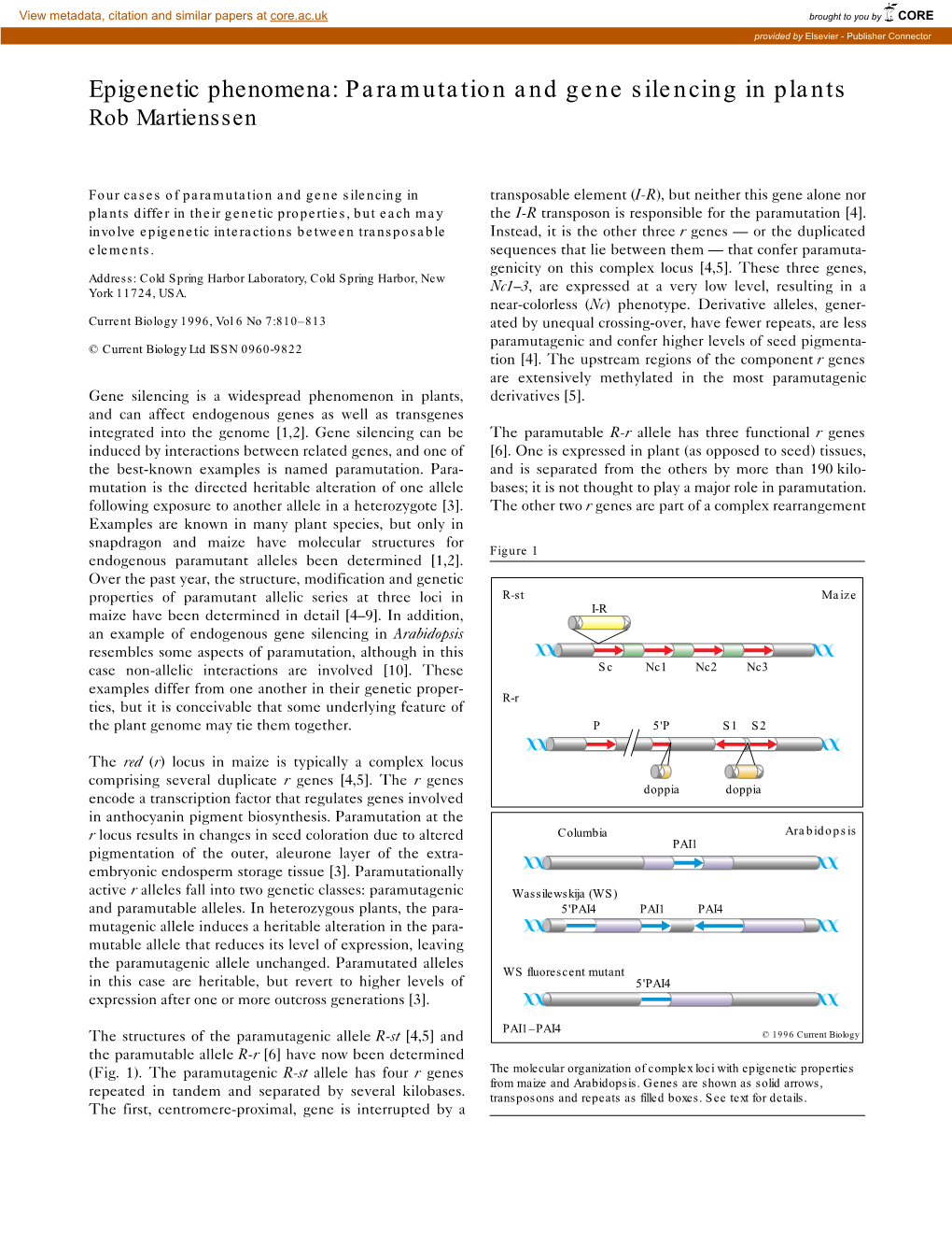 Paramutation and Gene Silencing in Plants Rob Martienssen