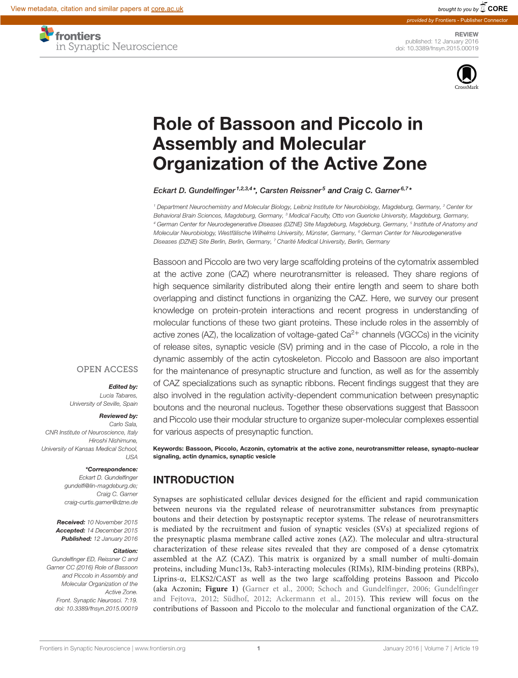 Role of Bassoon and Piccolo in Assembly and Molecular Organization of the Active Zone