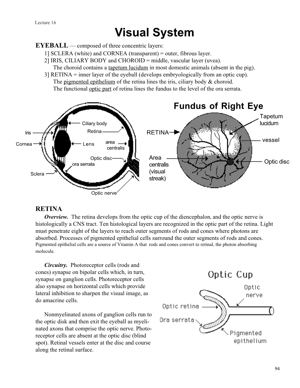 Visual System EYEBALL — Composed of Three Concentric Layers: 1] SCLERA (White) and CORNEA (Transparent) = Outer, Fibrous Layer