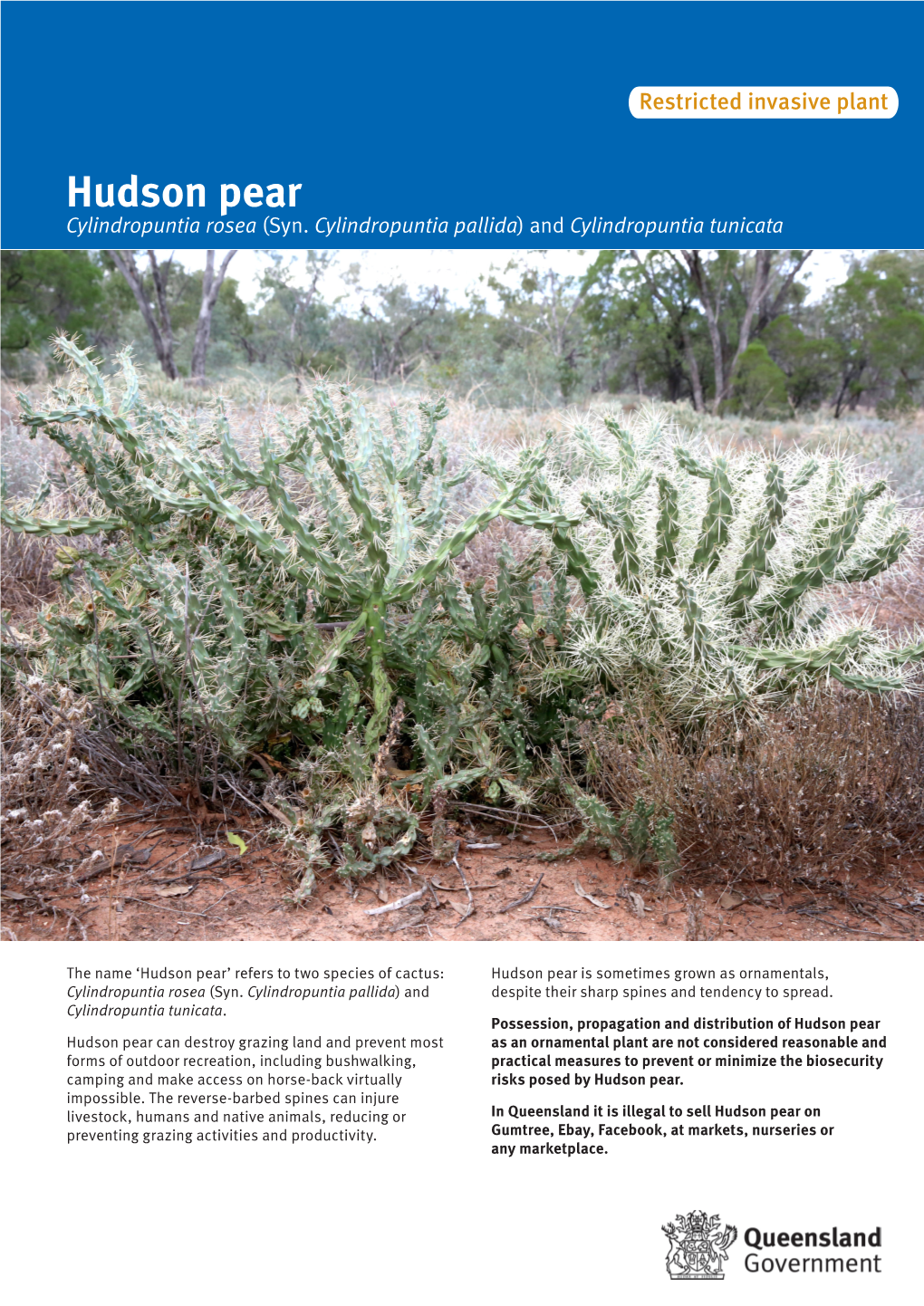 Hudson Pear’ Refers to Two Species of Cactus: Hudson Pear Is Sometimes Grown As Ornamentals, Cylindropuntia Rosea (Syn