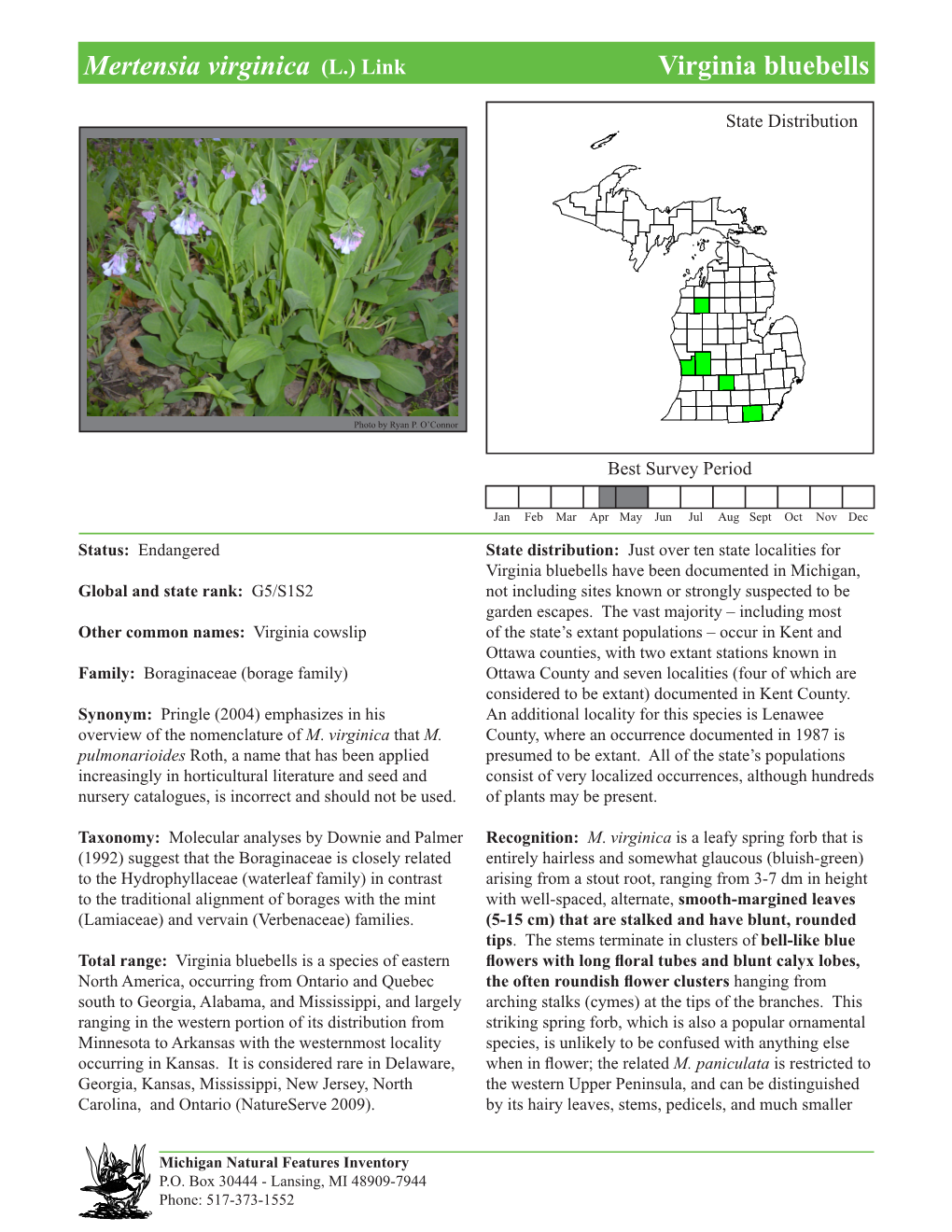 Mertensia Virginica (L.) Link Virginiavirginia Bluebellsbluebells, Page 1