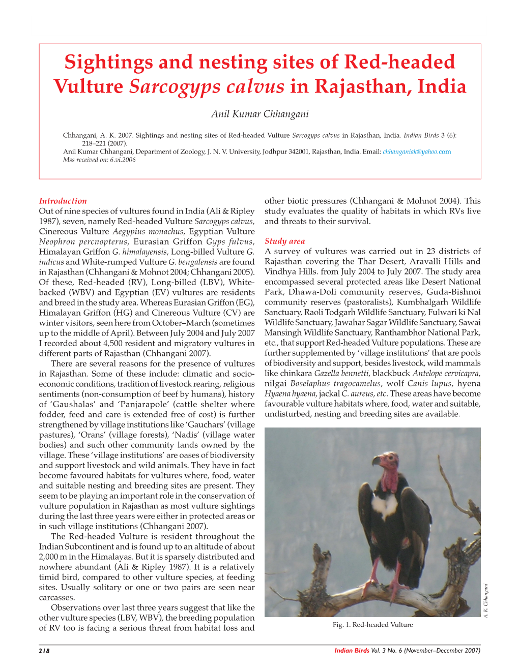 Sightings and Nesting Sites of Red-Headed Vulture Sarcogyps Calvus in Rajasthan, India