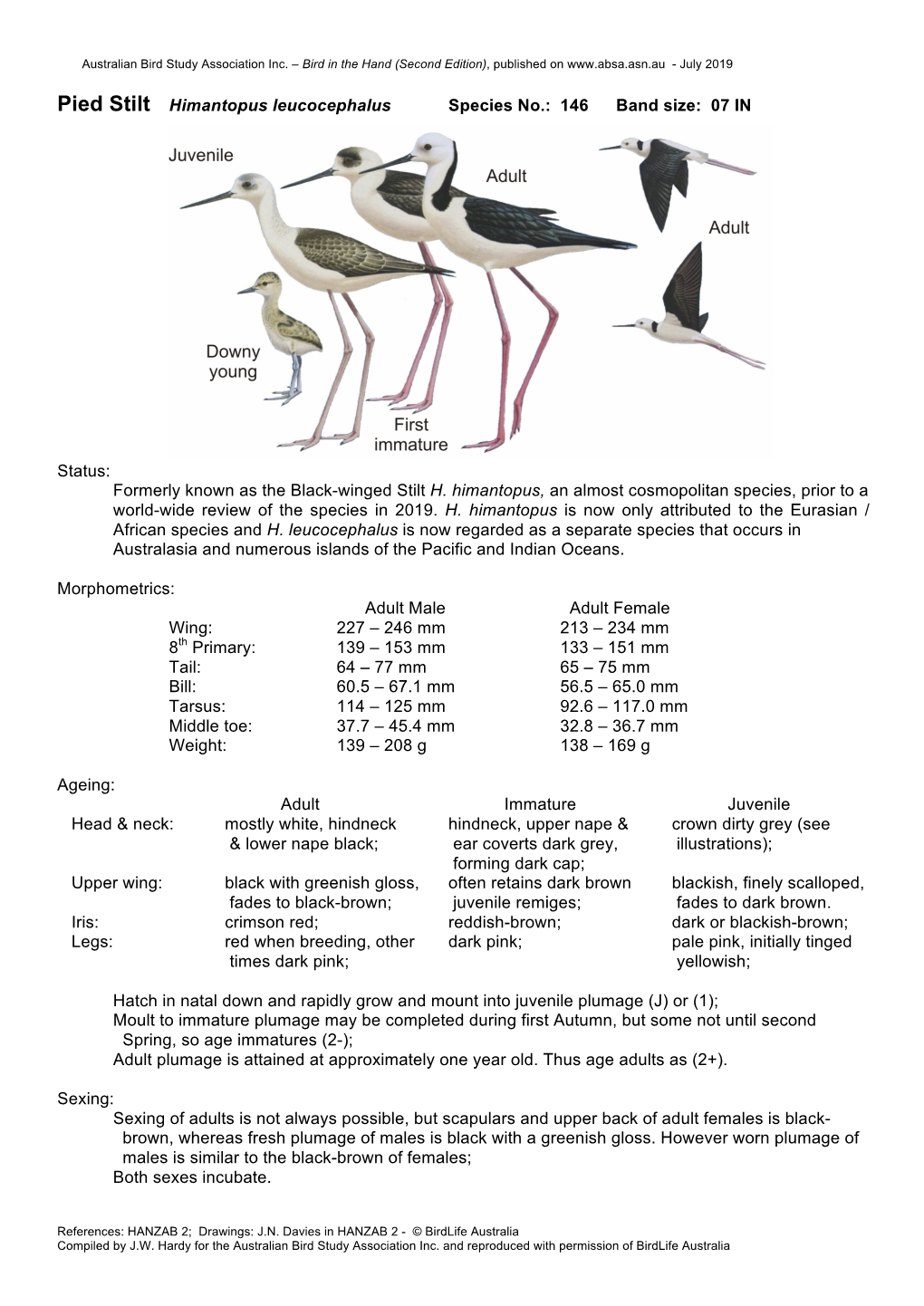 Pied Stilt Himantopus Leucocephalus Species No.: 146 Band Size: 07 IN