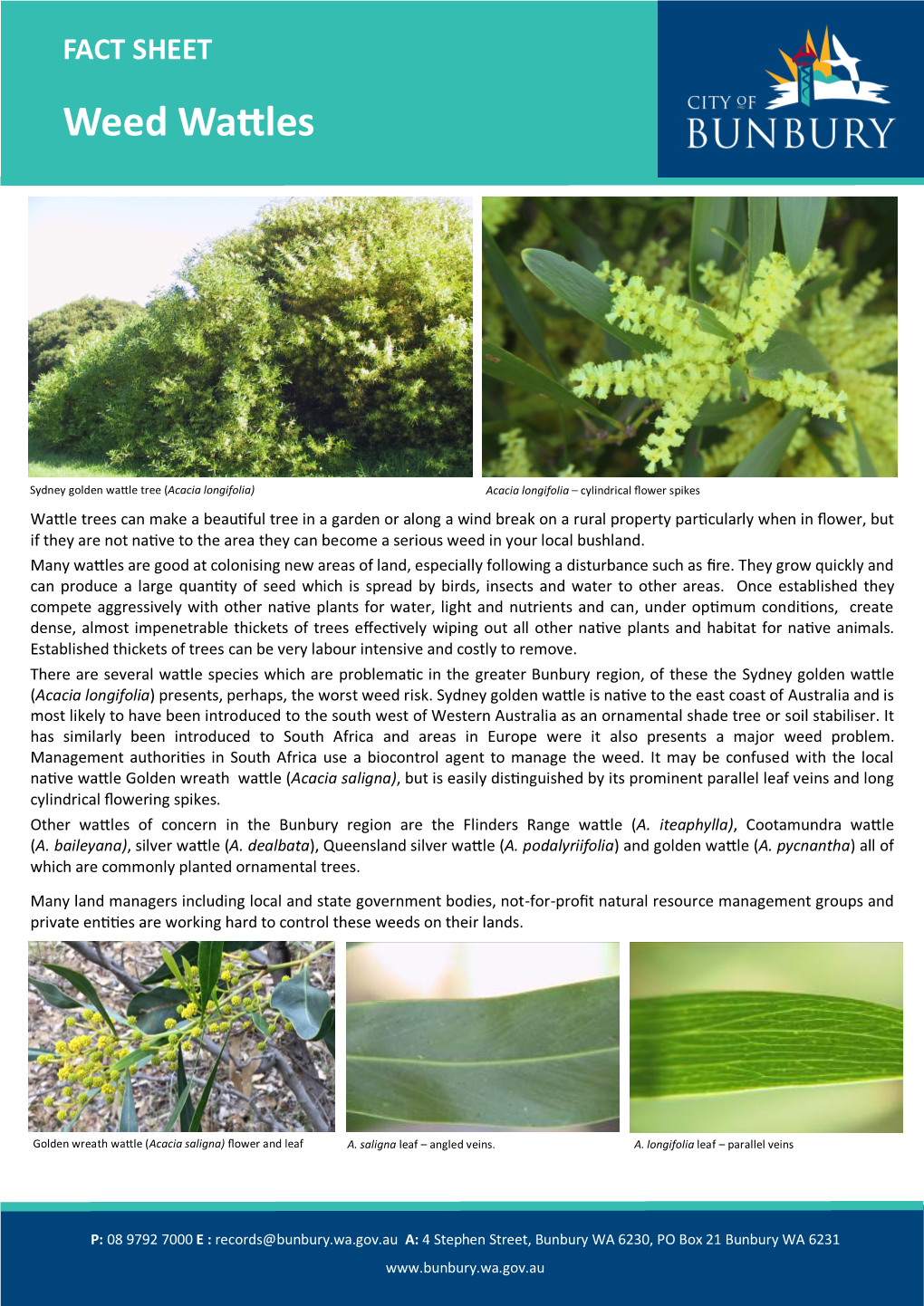 Weedy Wattle Fact Sheet