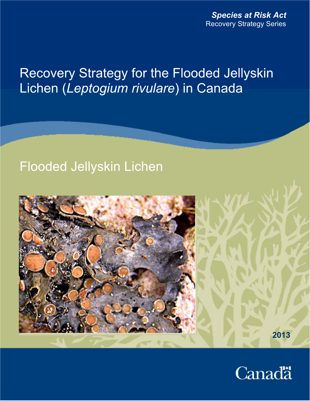 Flooded Jellyskin (Leptogium Rivulare)