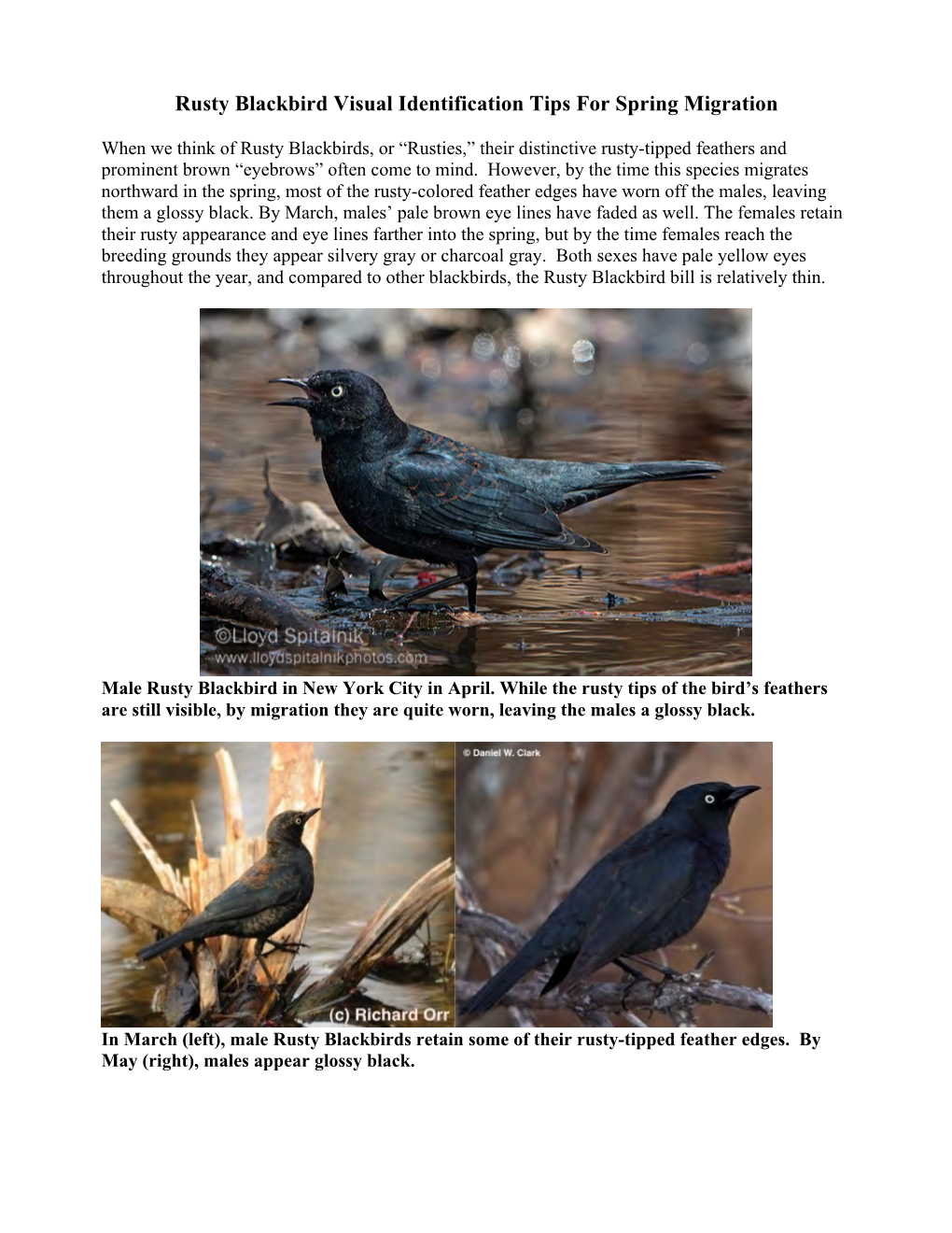 Rusty Blackbird Visual Identification Tips for Spring Migration