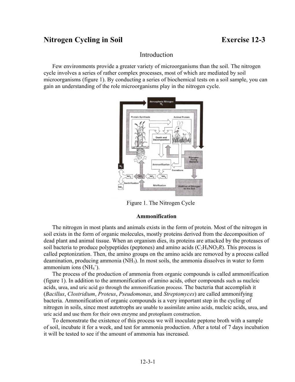 Ammonification in Soil