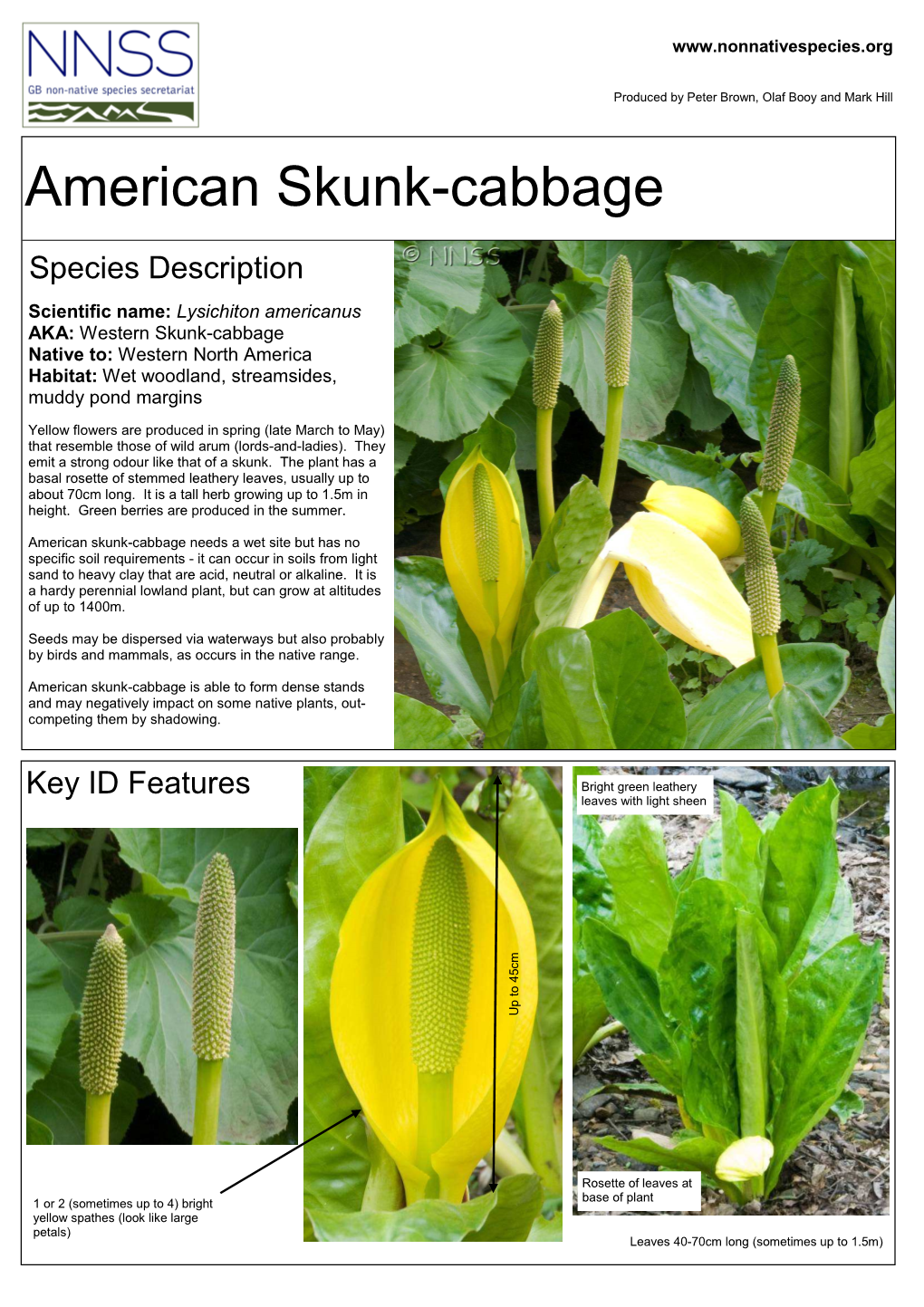 American Skunk-Cabbage