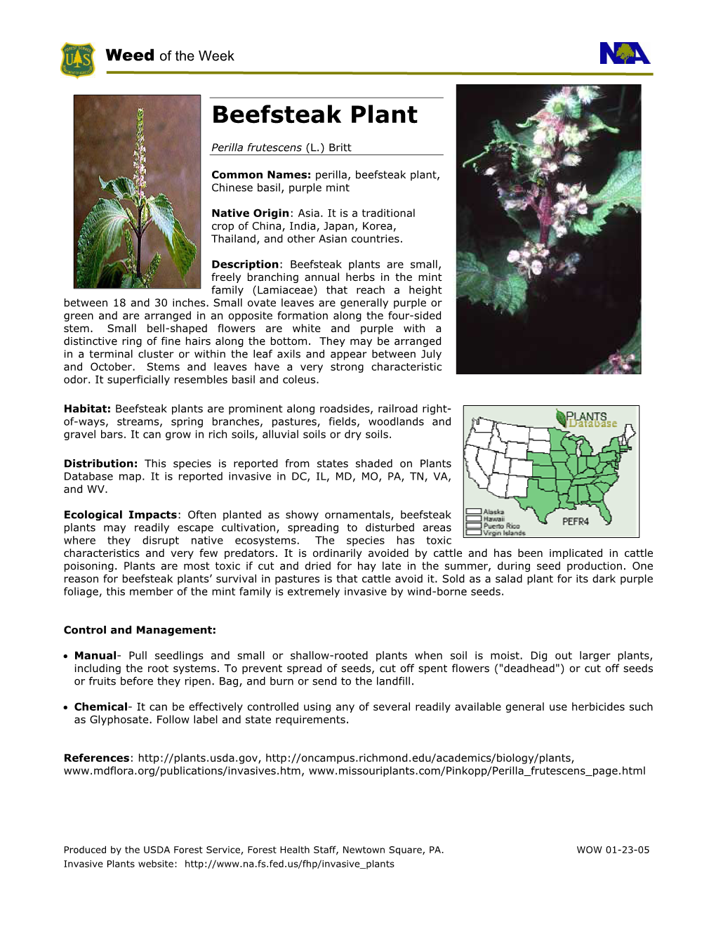 Beefsteak Plant