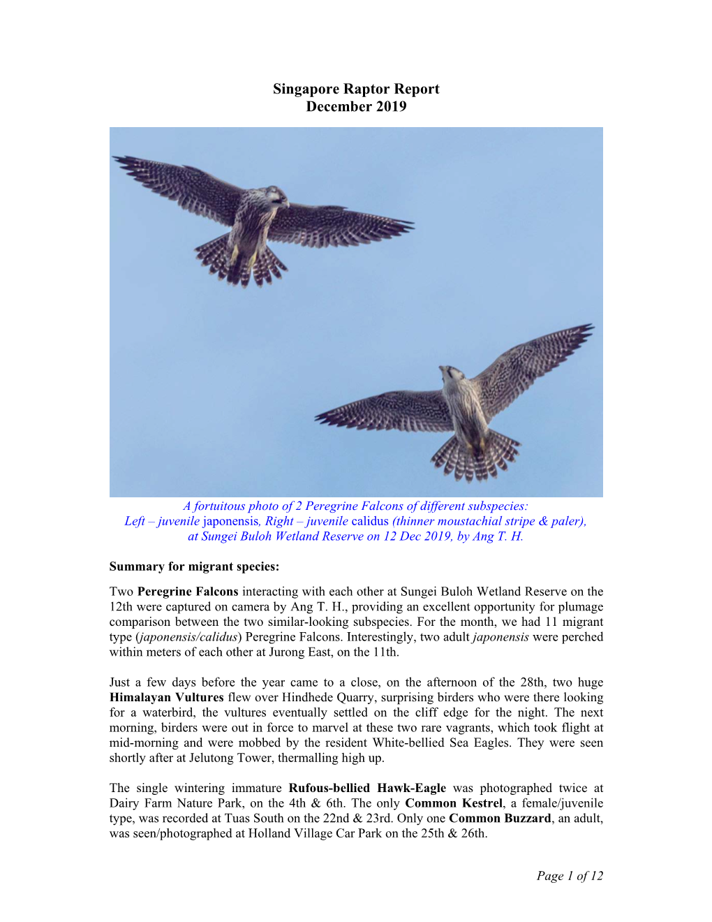 Singapore Raptor Report December 2019