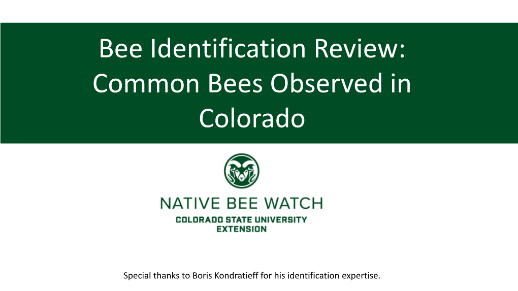 Bee Identification Review: Common Bees Observed in Colorado