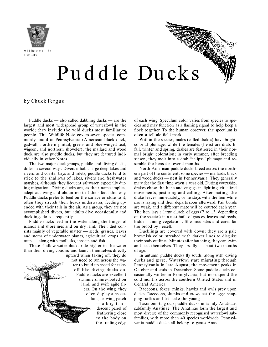 Puddle Ducks by Chuck Fergus