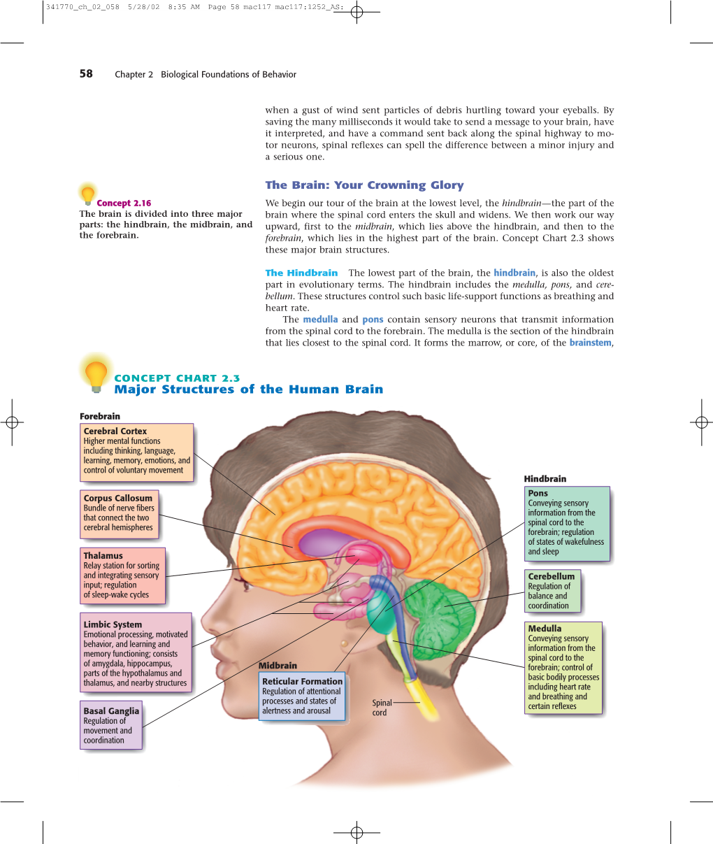 58 Major Structures of the Human Brain