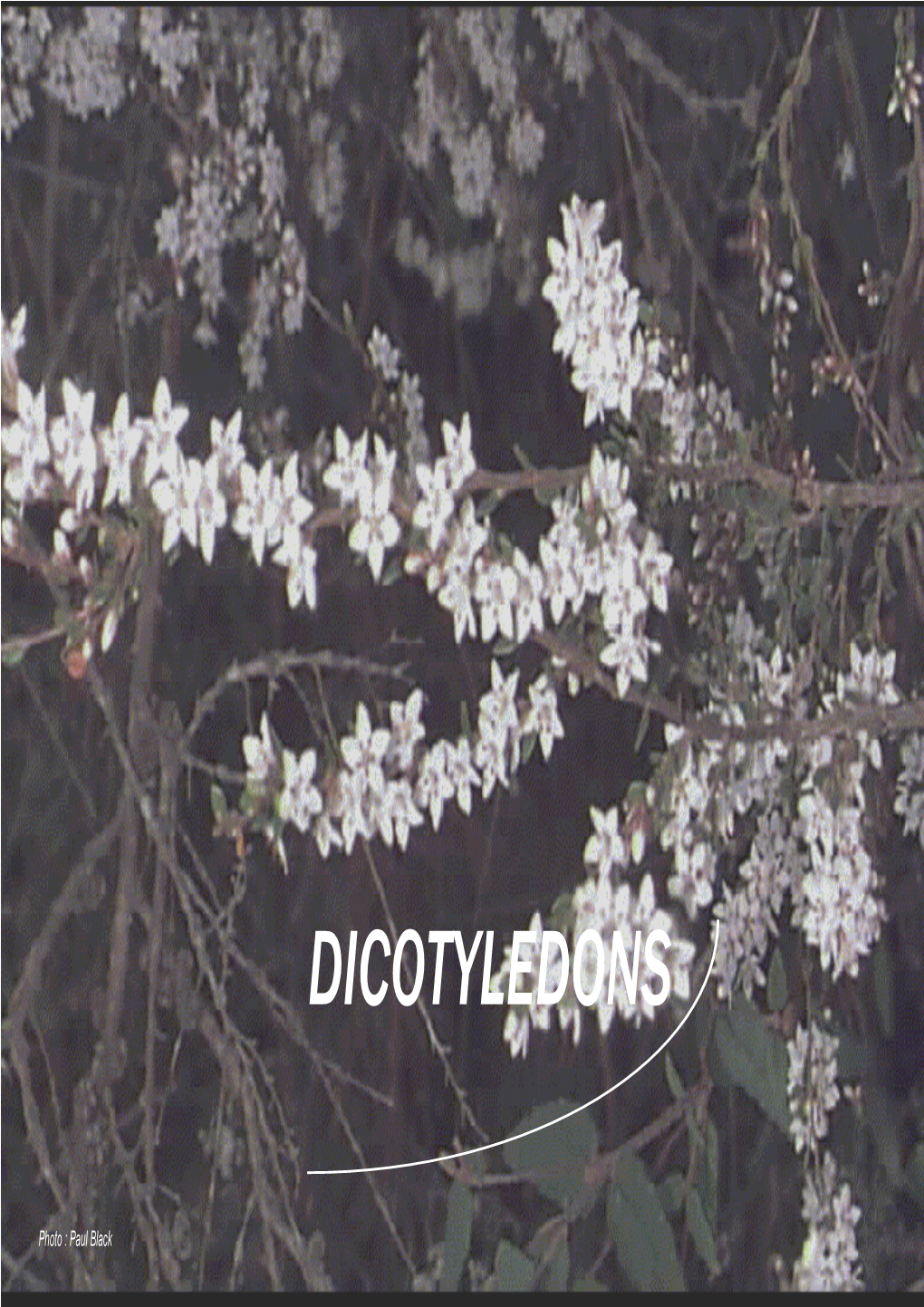 Dicotyledons