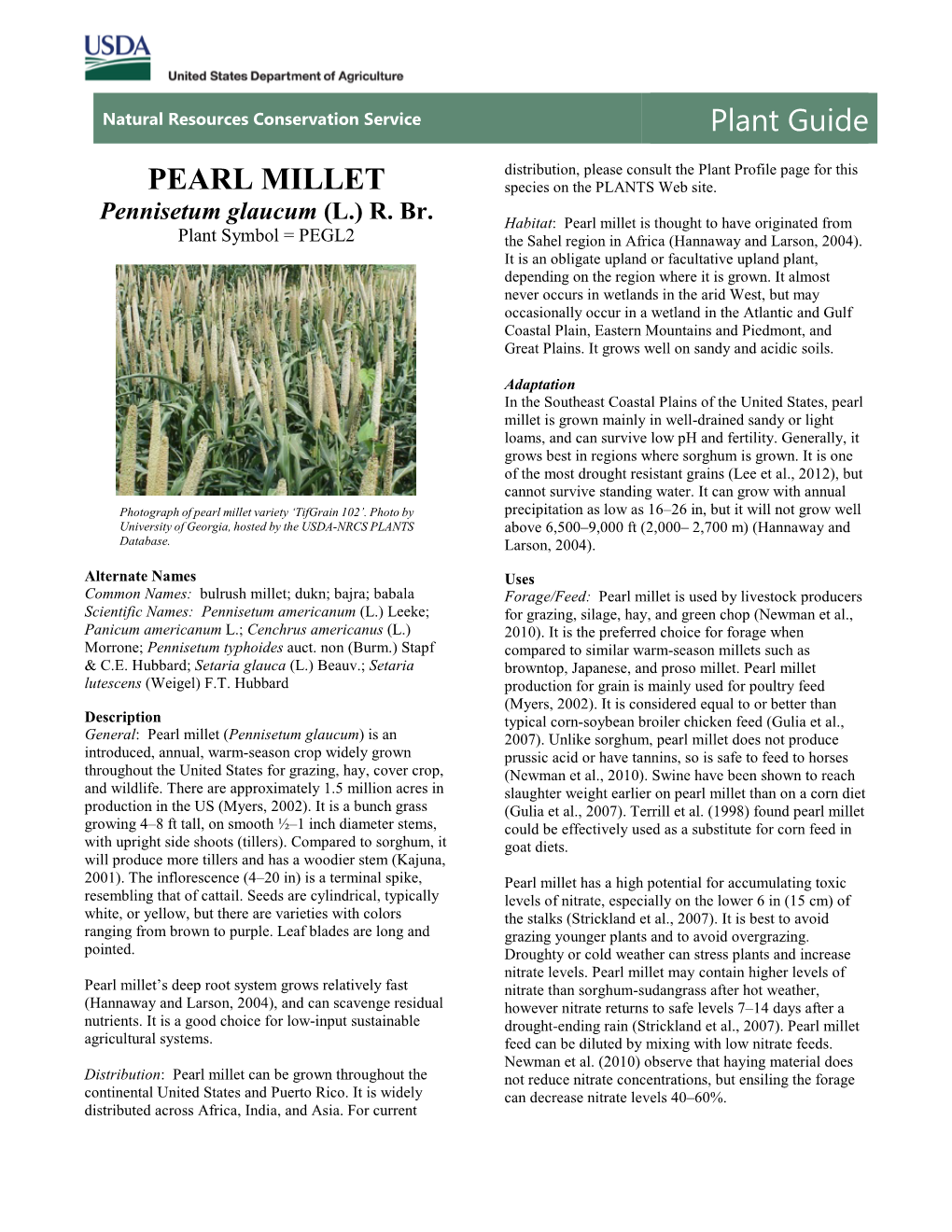 Pearl Millet (Pennisetum Glaucum) Plant Guide