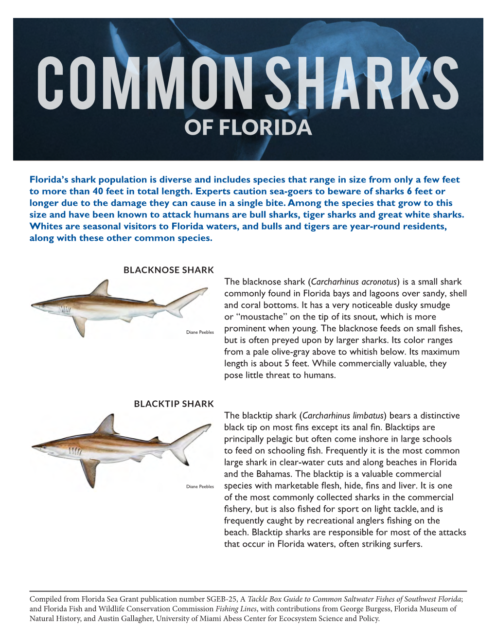 Common Sharks of Florida