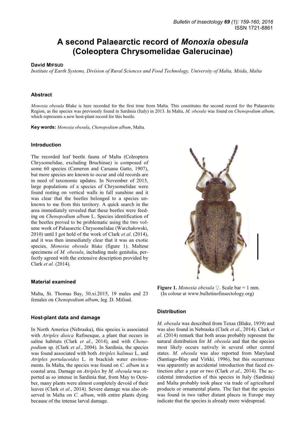 A Second Palaearctic Record of Monoxia Obesula (Coleoptera Chrysomelidae Galerucinae)