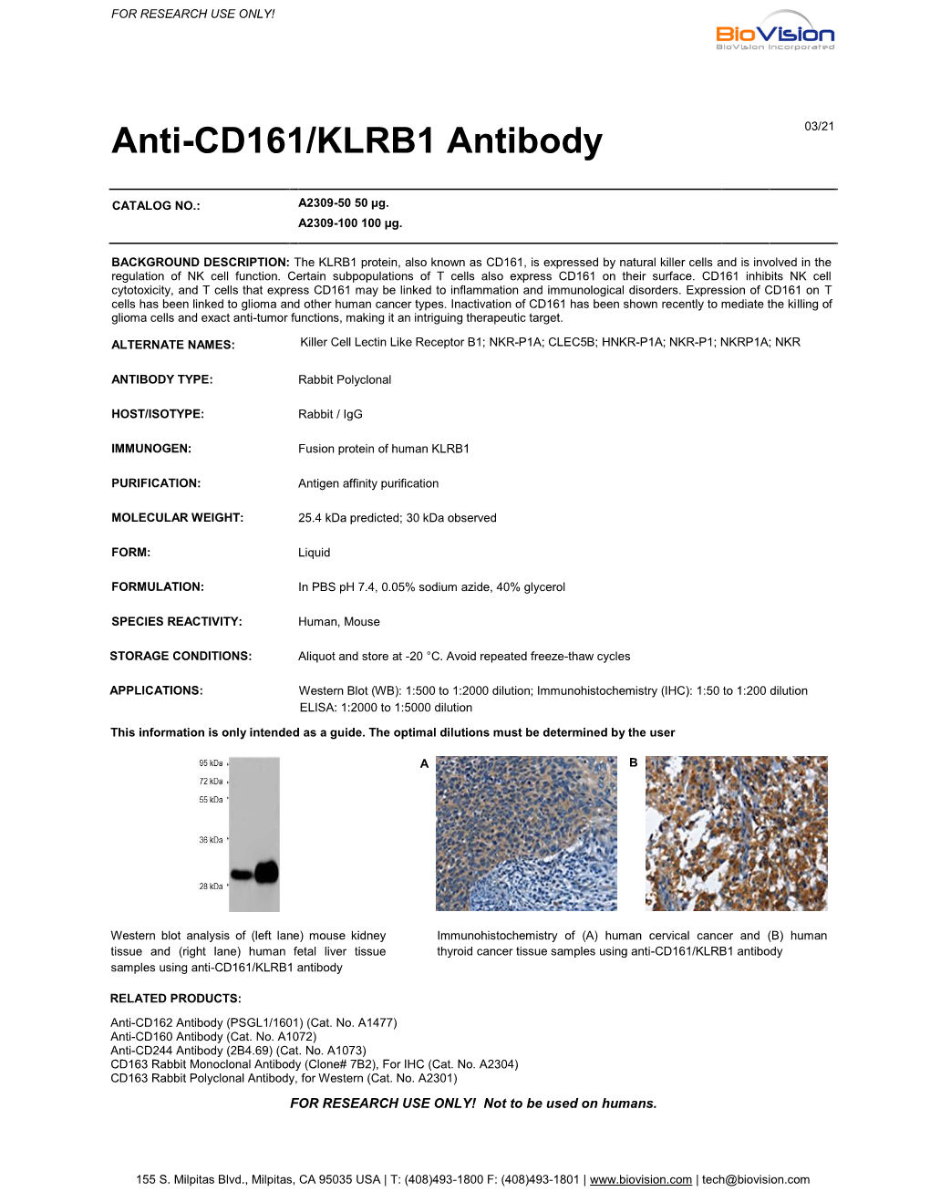 Anti-CD161/KLRB1 Antibody