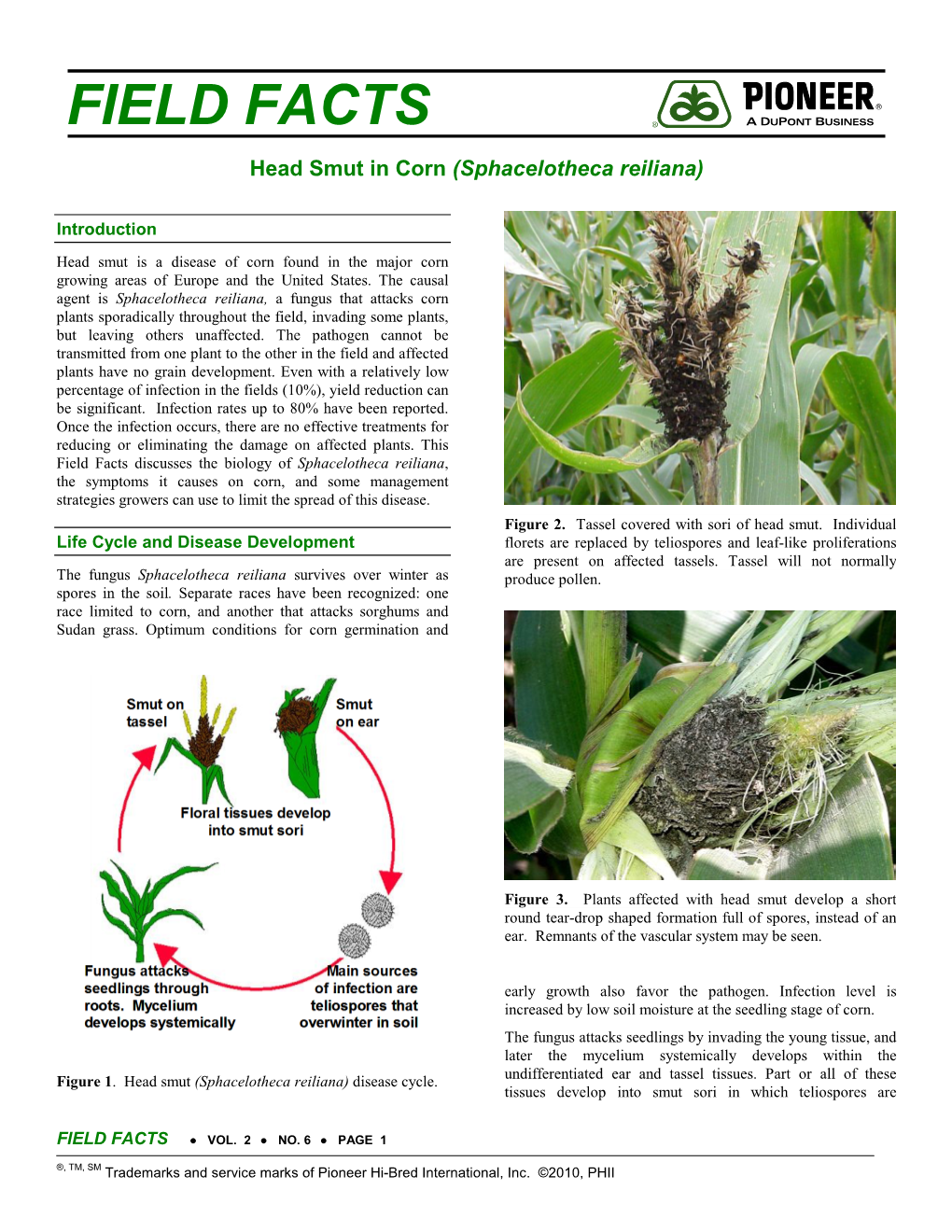 Head Smut in Corn (Sphacelotheca Reiliana)