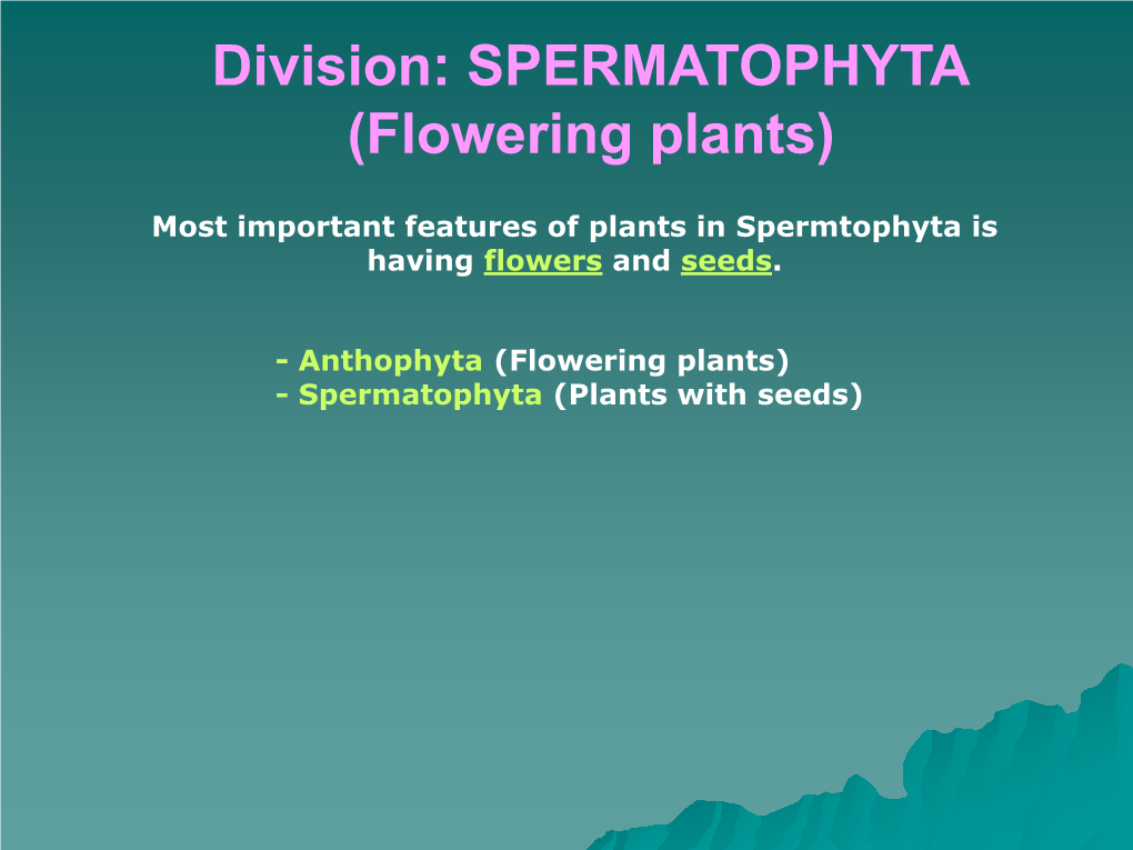 Division: SPERMATOPHYTA (Flowering Plants)