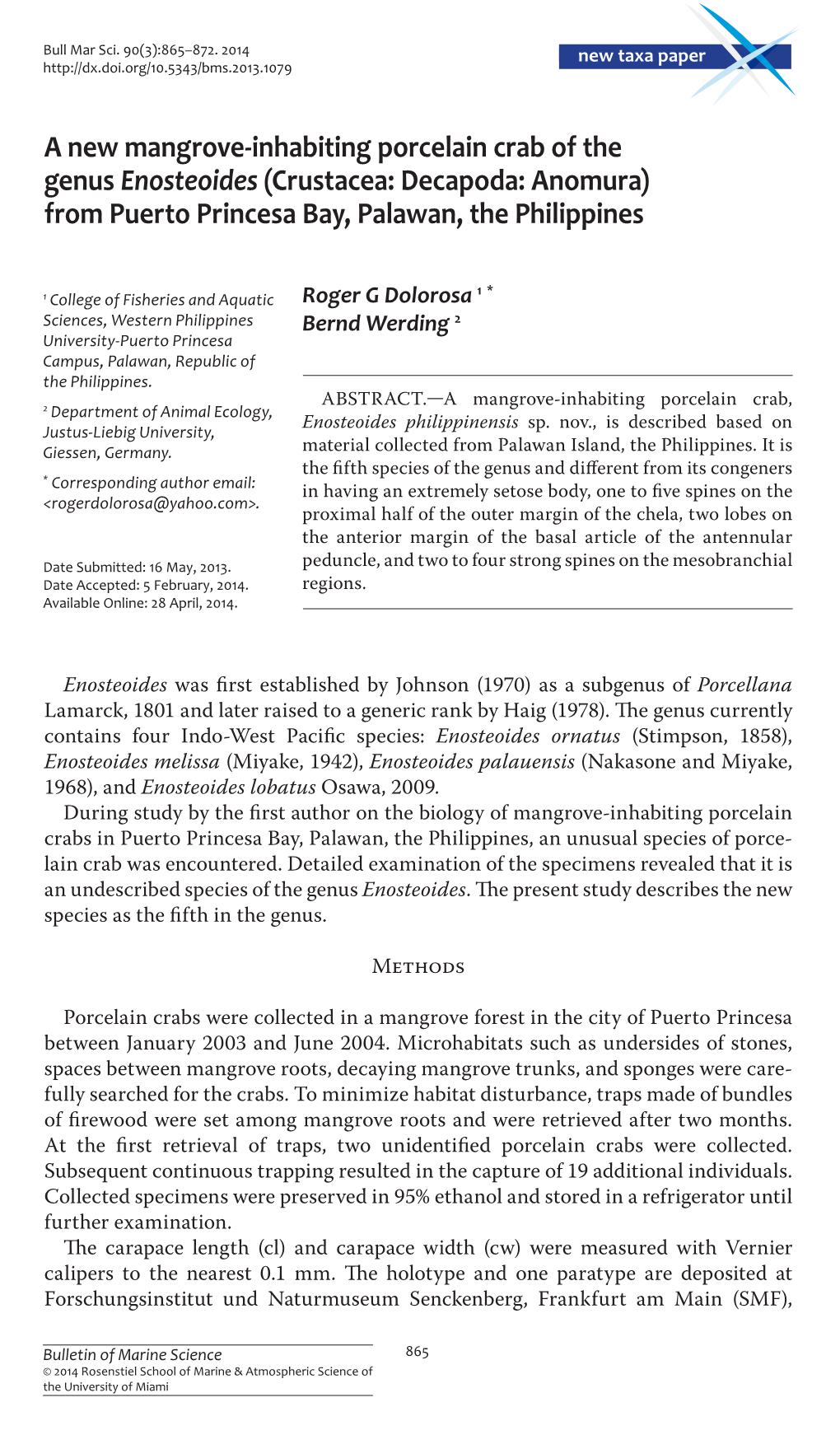 A New Mangrove-Inhabiting Porcelain Crab of the Genus <I>Enosteoides</I