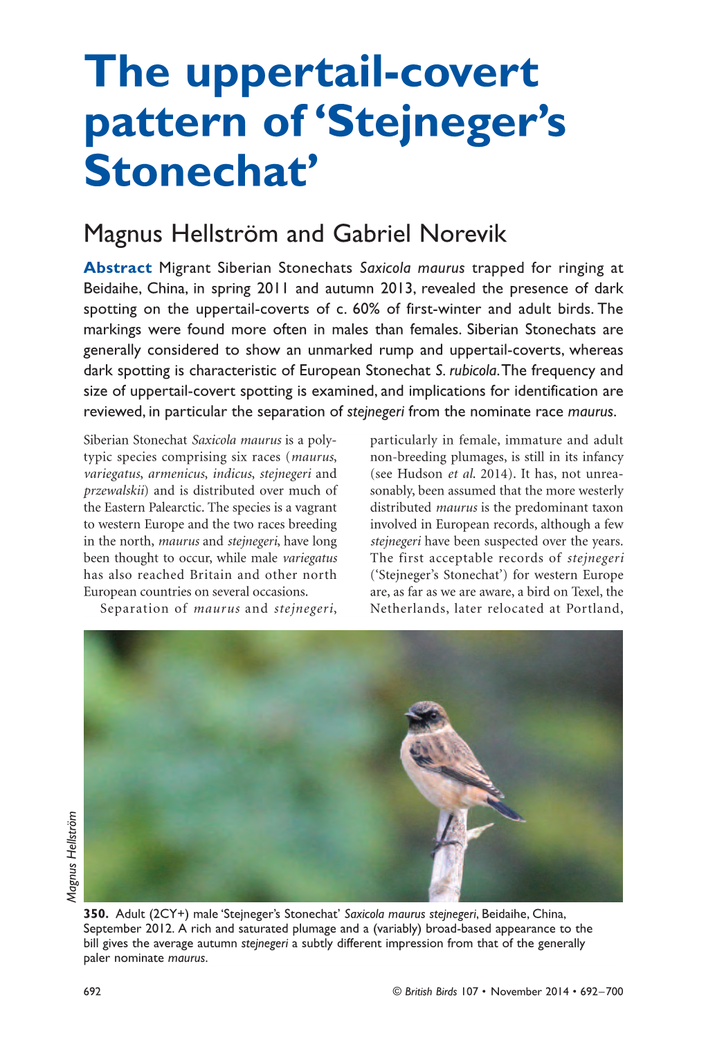 'Stejneger's Stonechat'