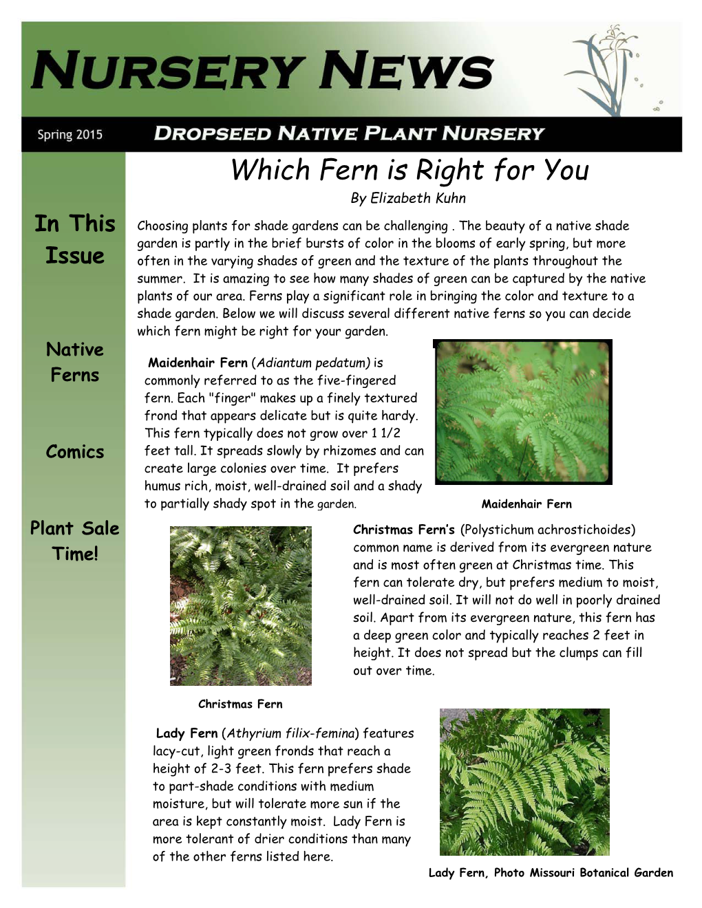 Which Fern Is Right for You by Elizabeth Kuhn in This Choosing Plants for Shade Gardens Can Be Challenging