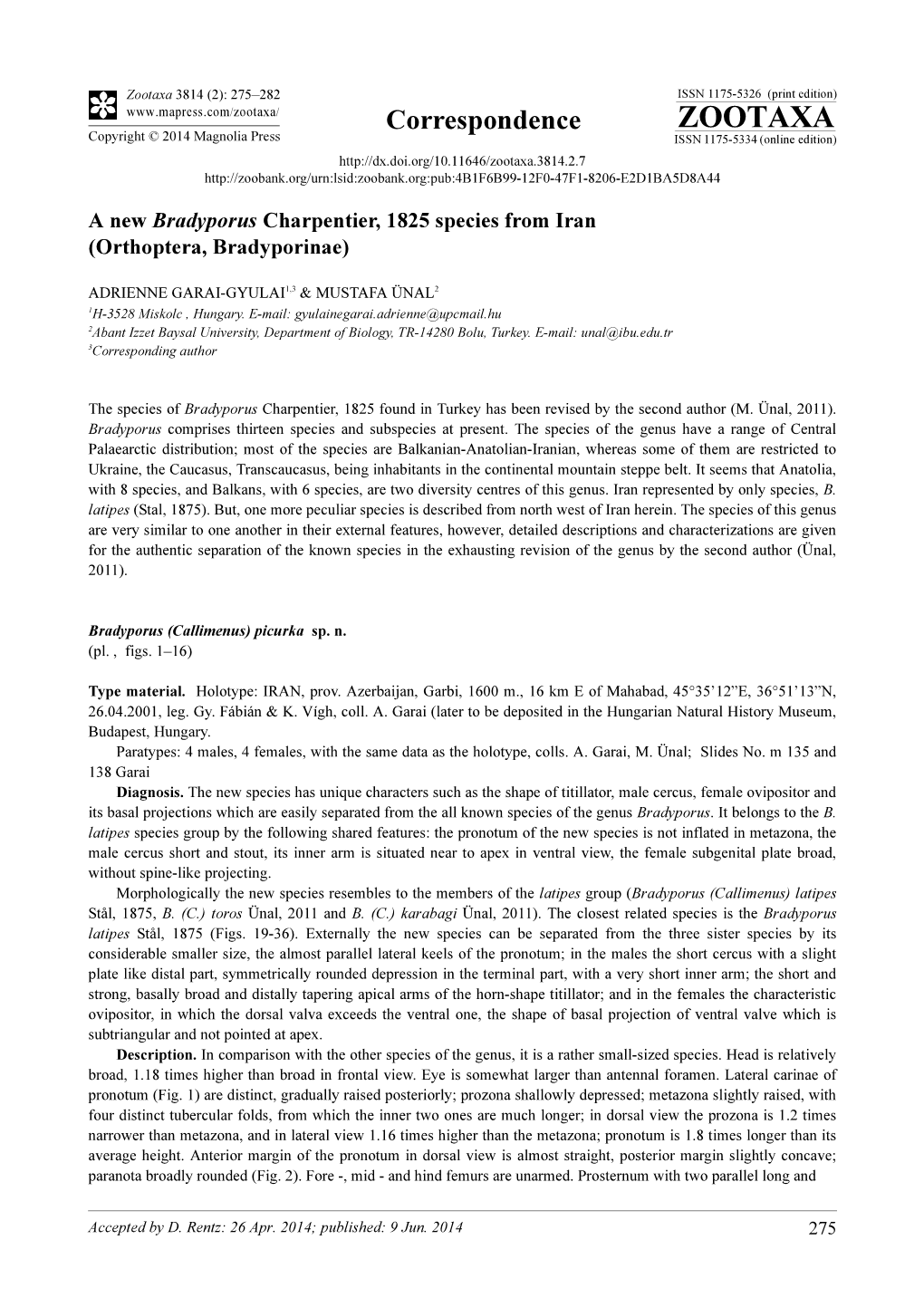 A New Bradyporus Charpentier, 1825 Species from Iran (Orthoptera, Bradyporinae)