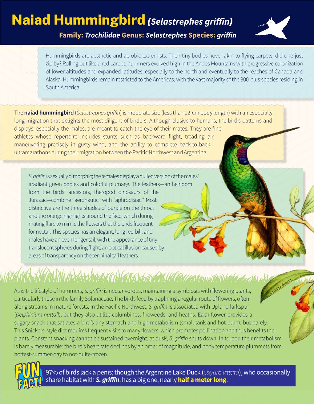 Naiad Hummingbird(Selastrephes Griffin)