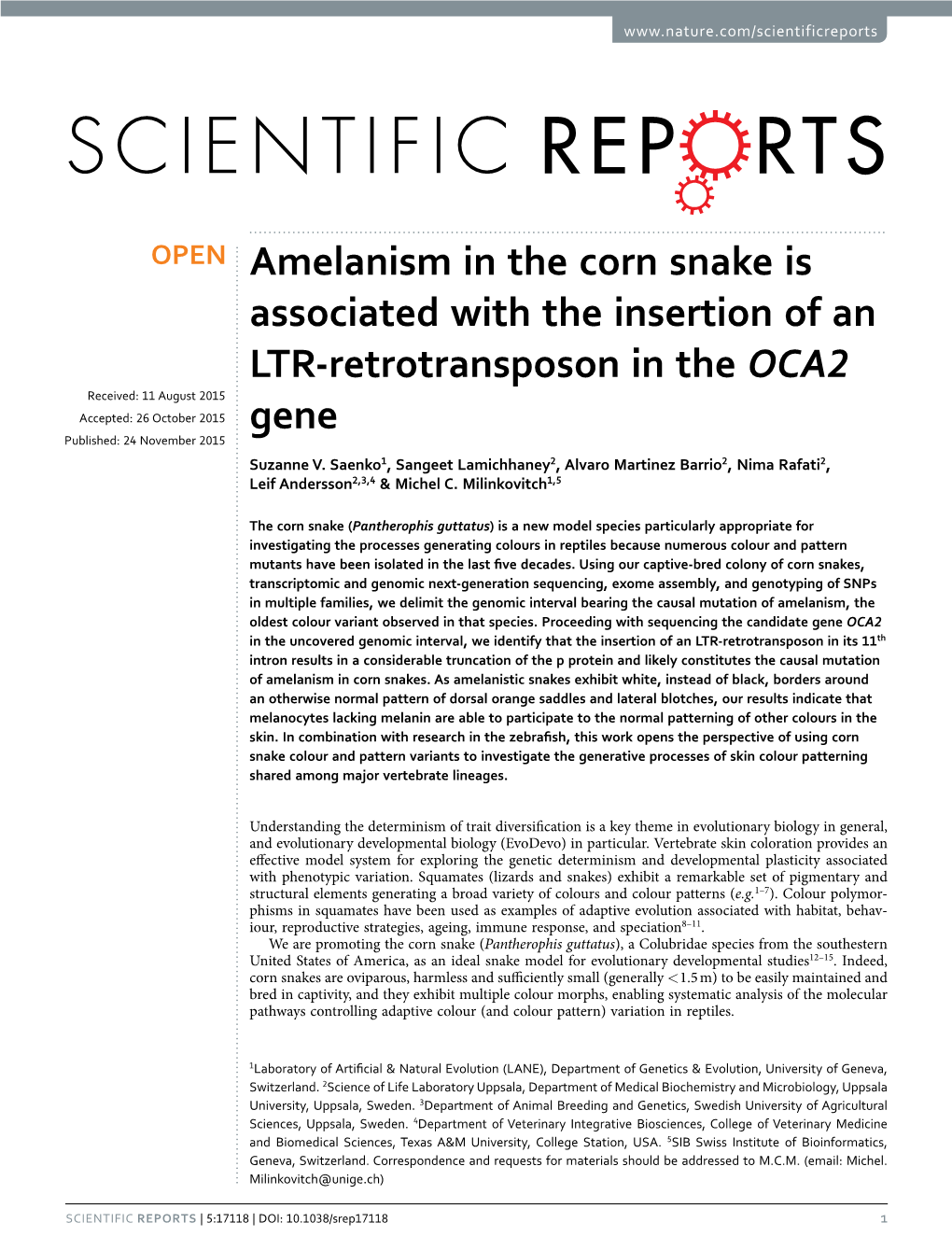 Amelanism in the Corn Snake Is Associated with the Insertion of An