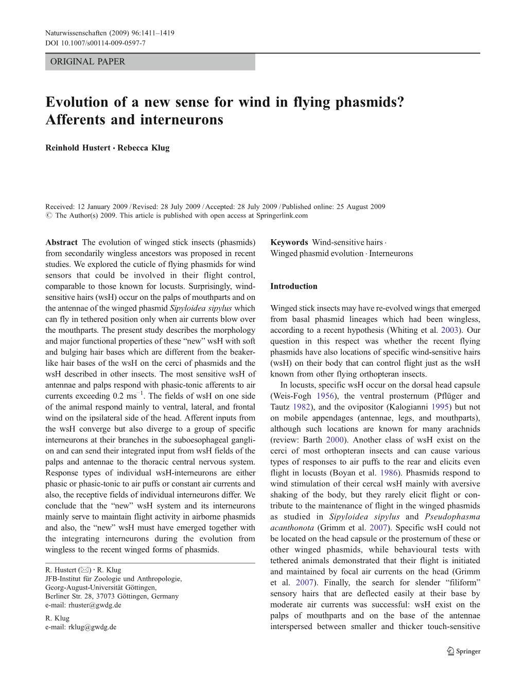 Evolution of a New Sense for Wind in Flying Phasmids? Afferents and Interneurons