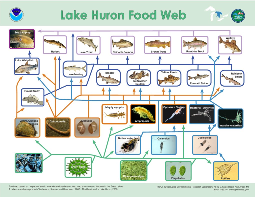 Lake Huron Food Web MENT of C