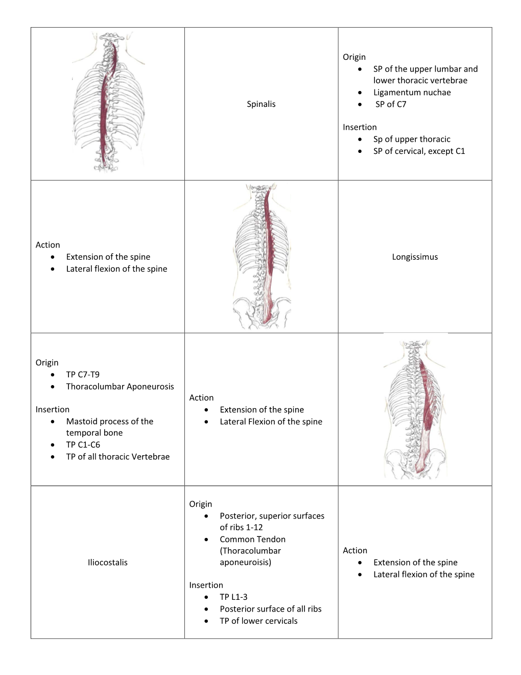 Spinalis Origin • SP of the Upper Lumbar and Lower Thoracic