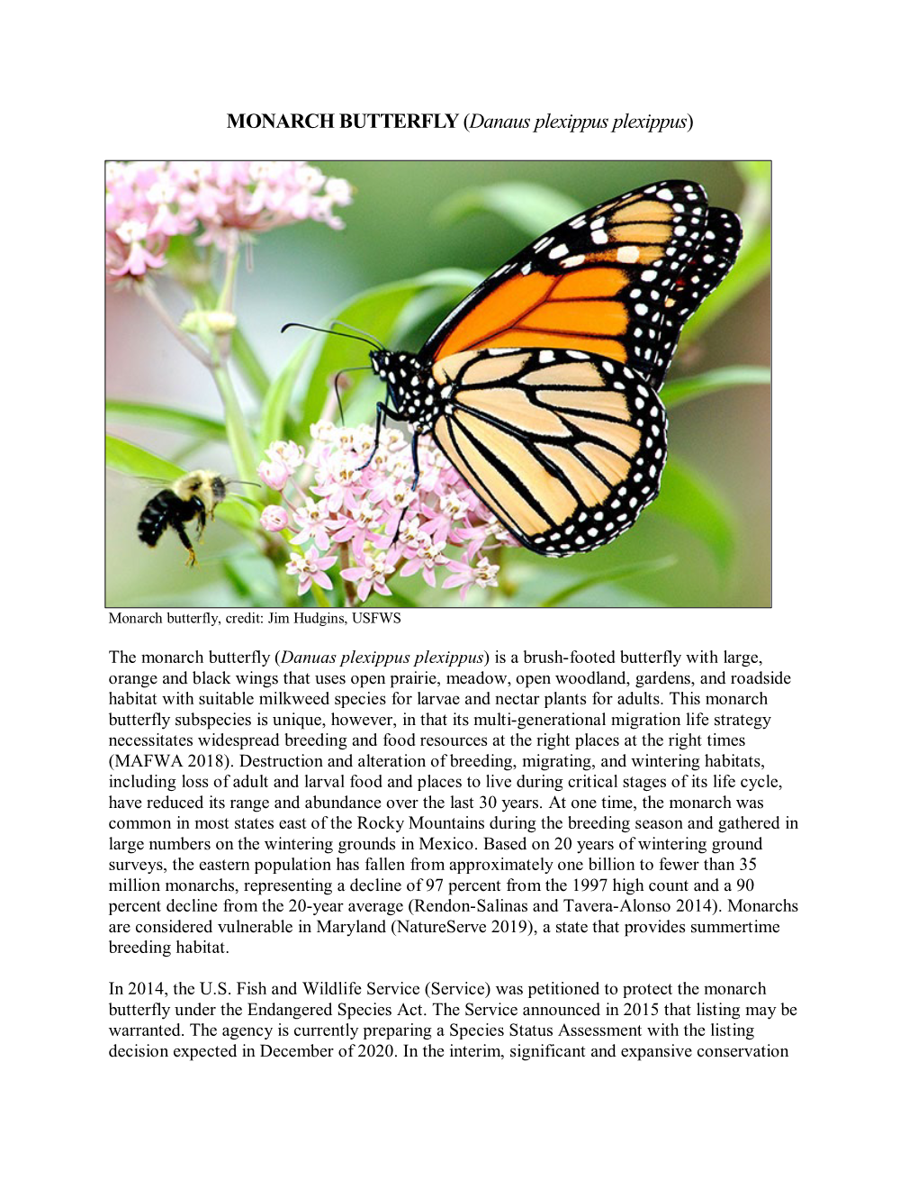 MONARCH BUTTERFLY (Danaus Plexippus Plexippus)