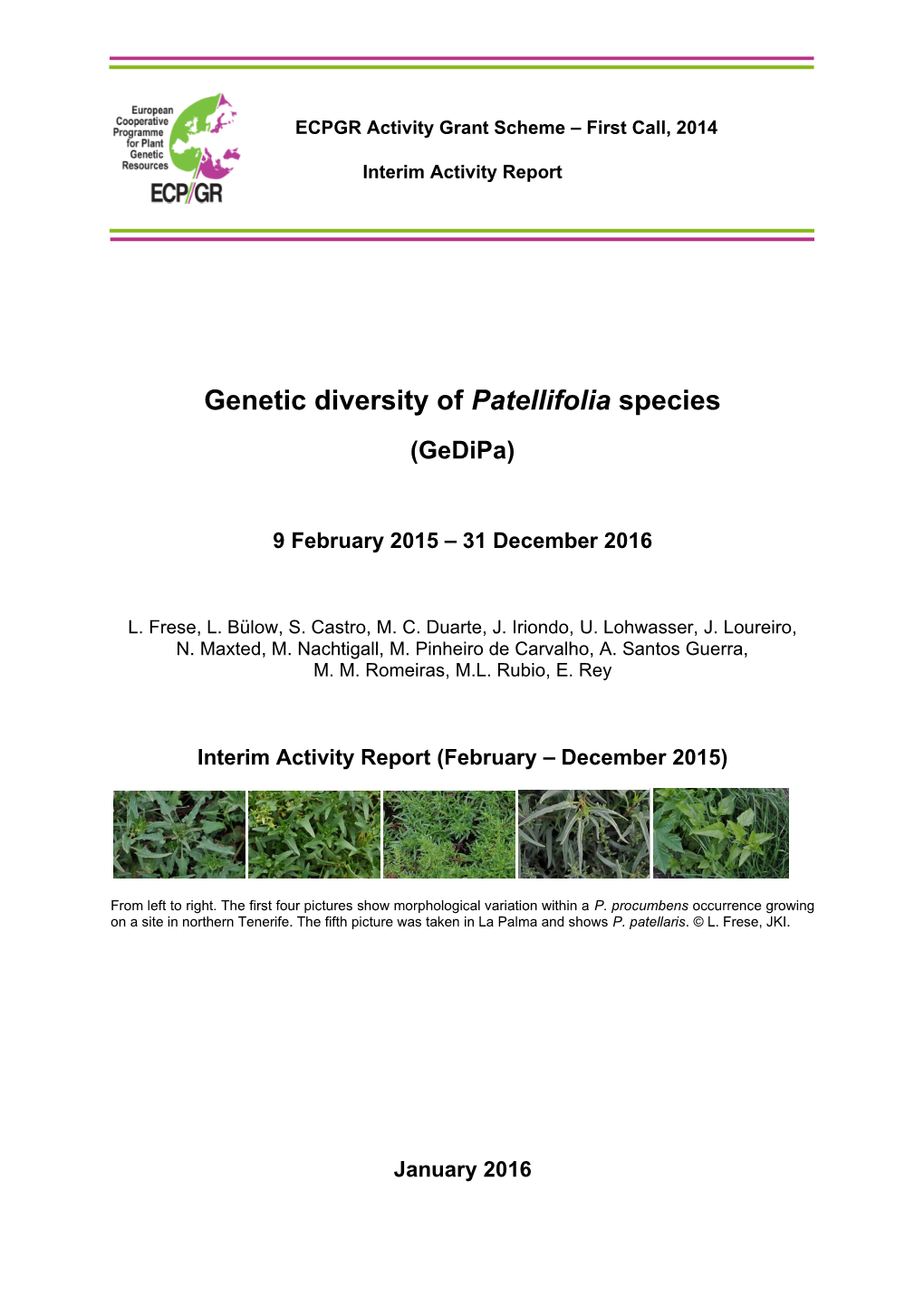 Genetic Diversity of Patellifolia Species (Gedipa) – Interim Activity Report