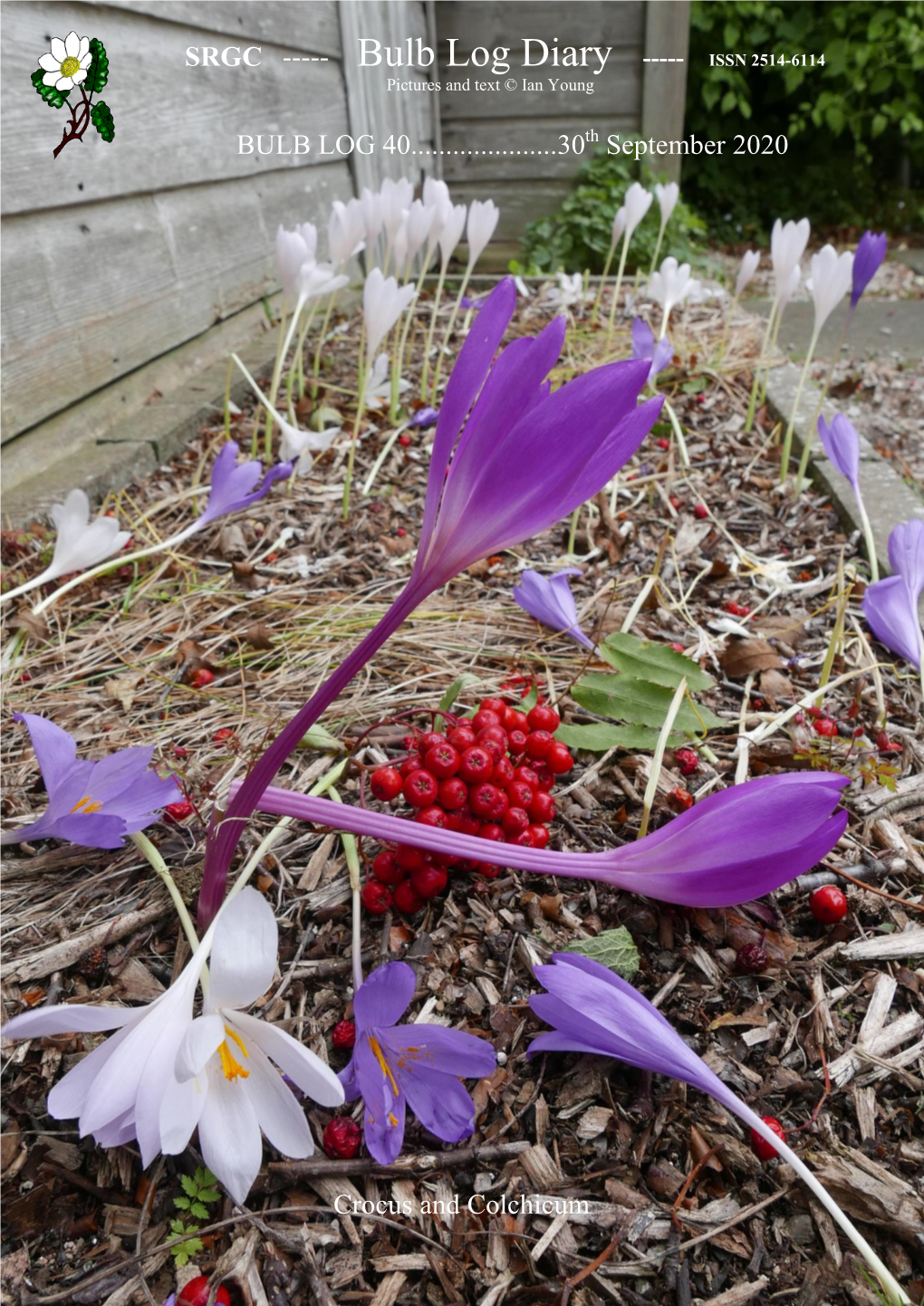 SRGC BULB LOG DIARY---Pictures and Text © Ian Young