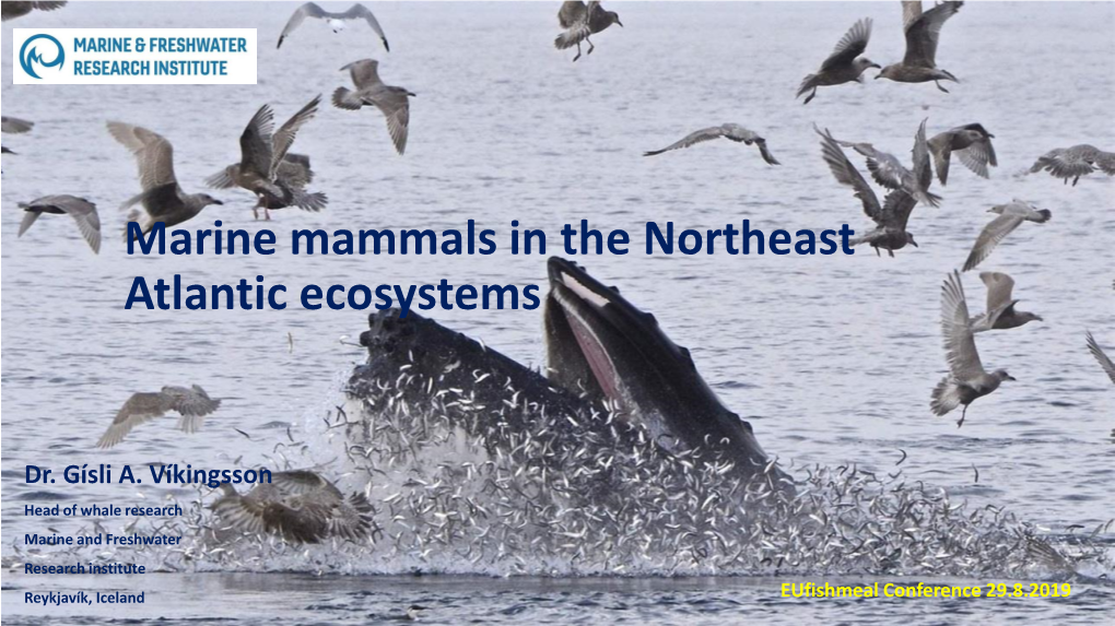 Marine Mammals in the Northeast Atlantic Ecosystems
