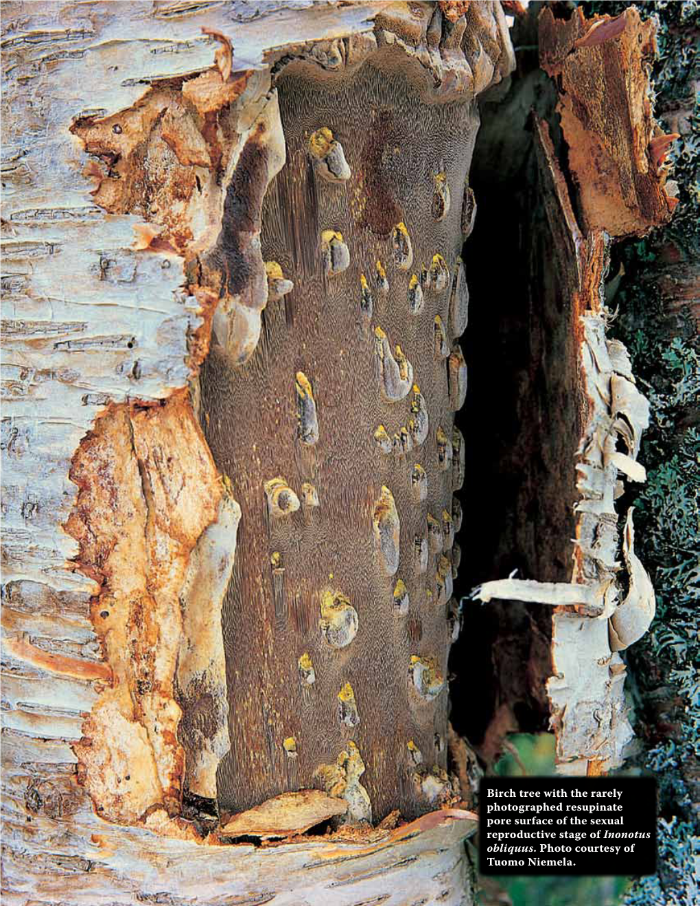 Fruiting Body Has Forced Open the Bark, It Loses Almost All of Its Obvious Morphology