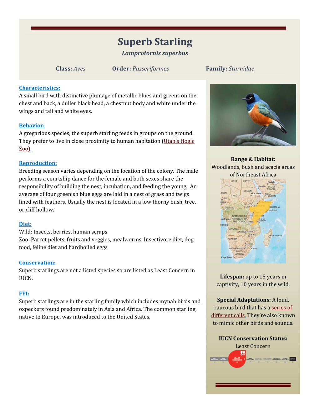 Superb Starling Lamprotornis Superbus