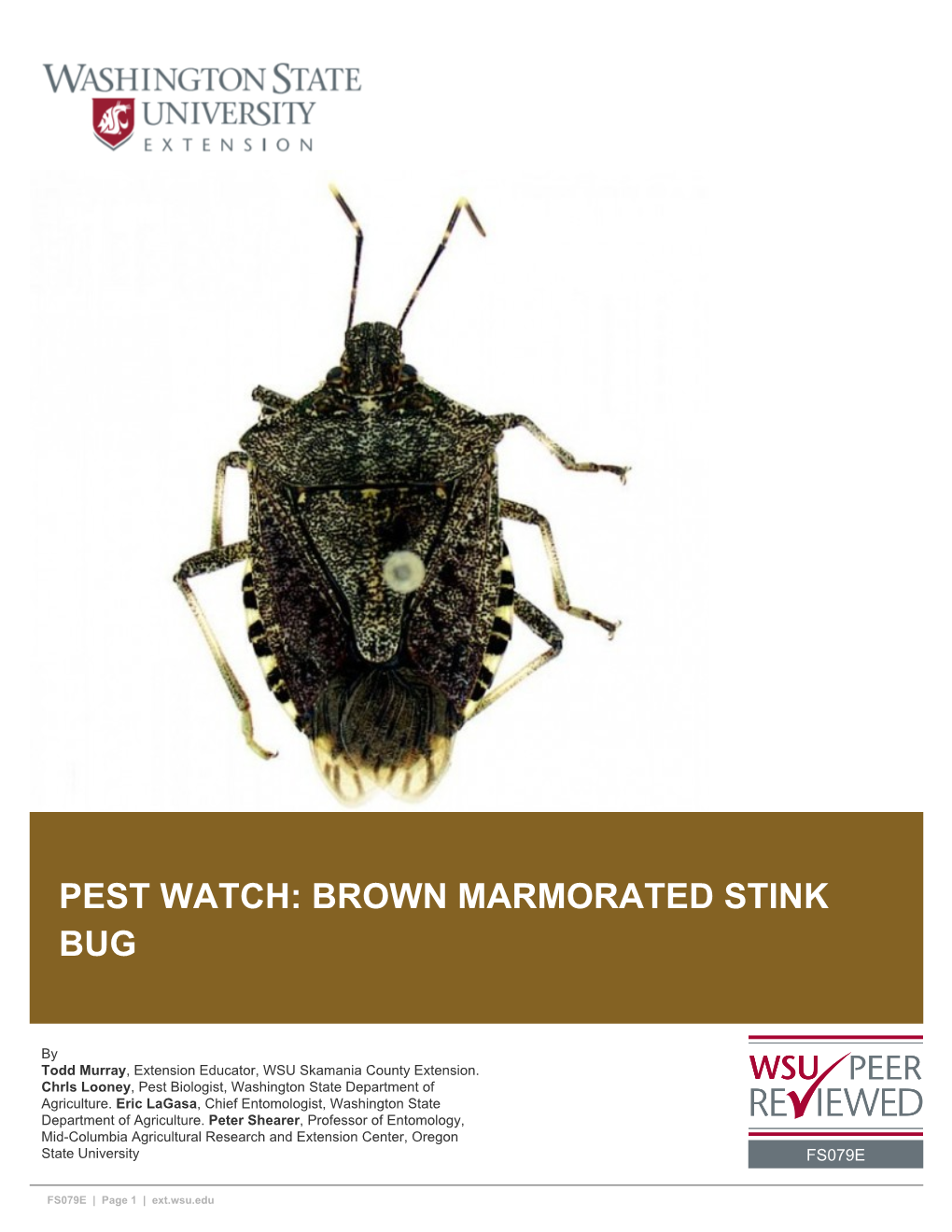 Brown Marmorated Stink Bug