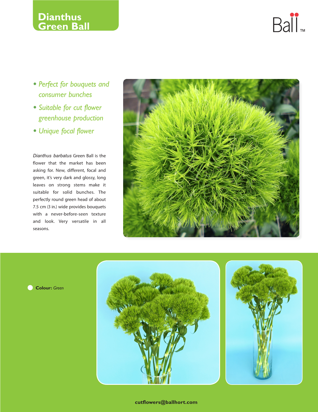 Dianthus Green Ball ™