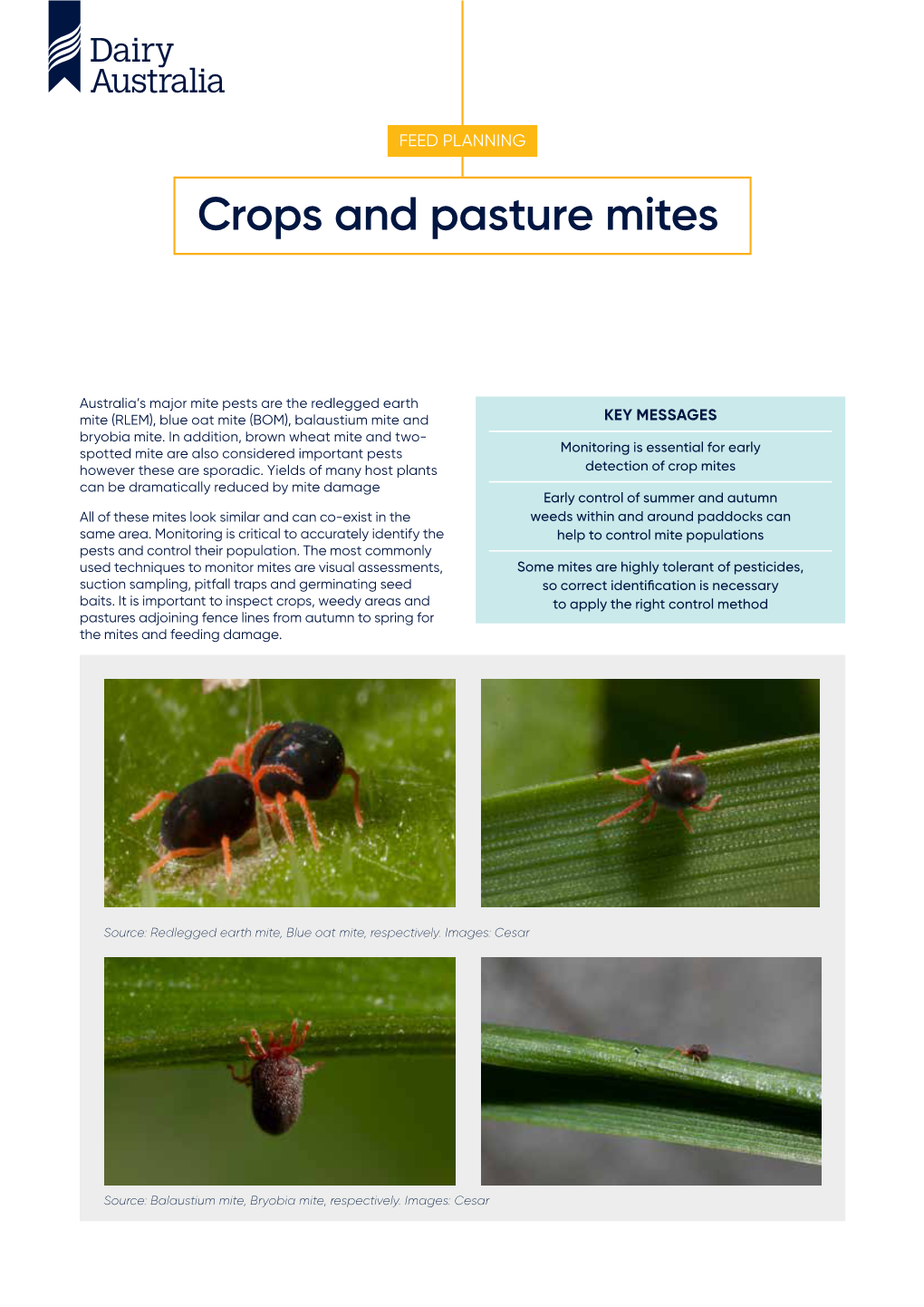 Crops and Pasture Mites