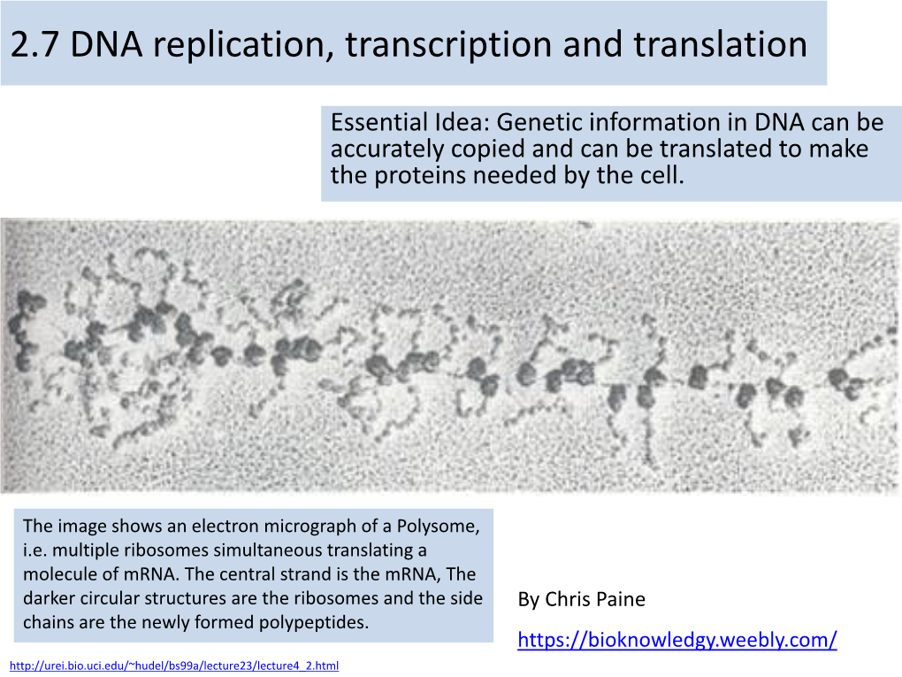 2.7 DNA Replication, Transcription and Translation