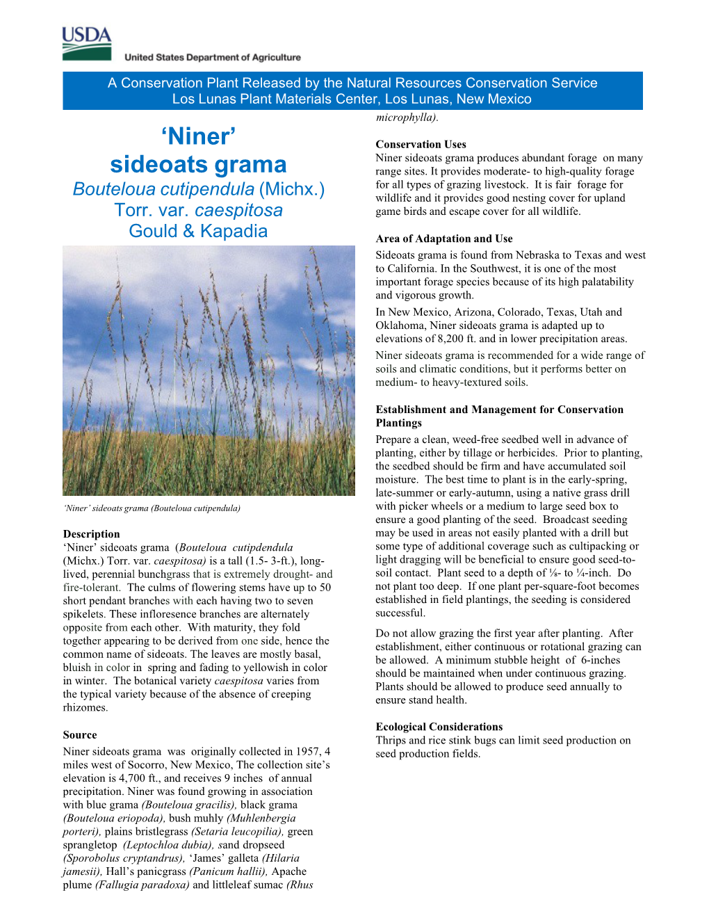 'Niner' Sideoats Grama