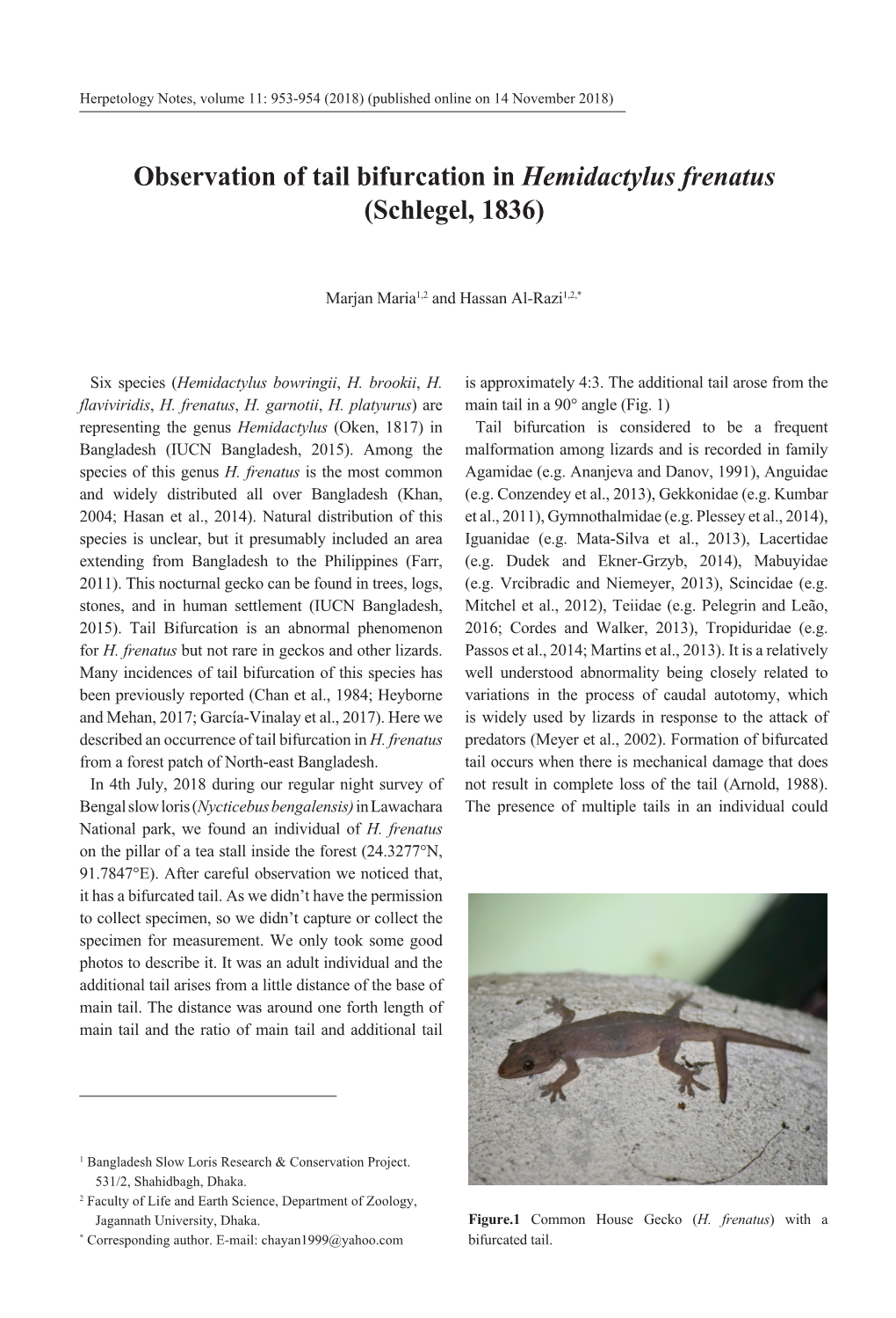 Observation of Tail Bifurcation in Hemidactylus Frenatus (Schlegel, 1836)