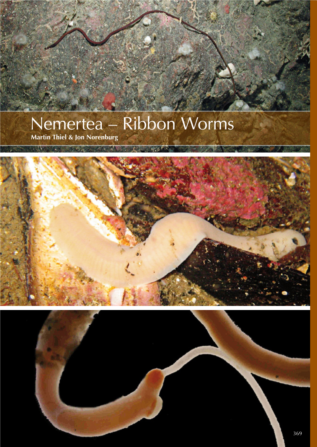 Nemertea – Ribbon Worms Martin Thiel & Jon Norenburg