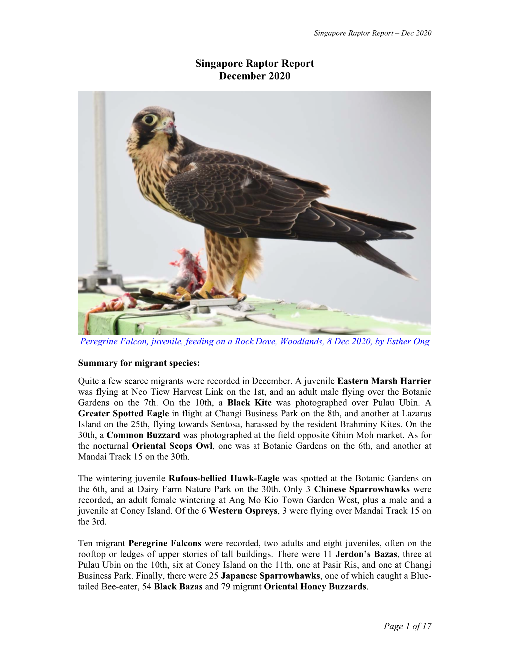 Singapore Raptor Report December 2020