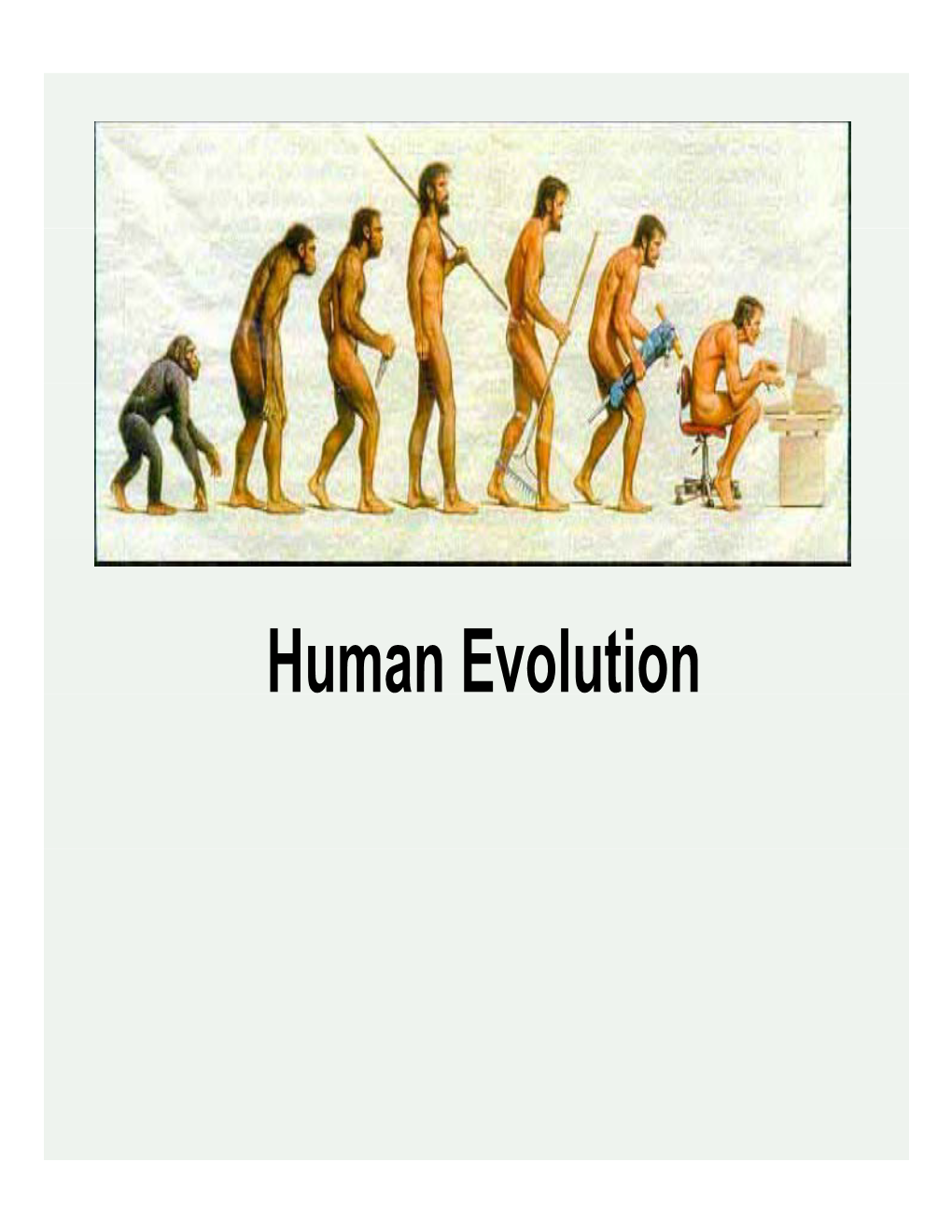 Human Evolution