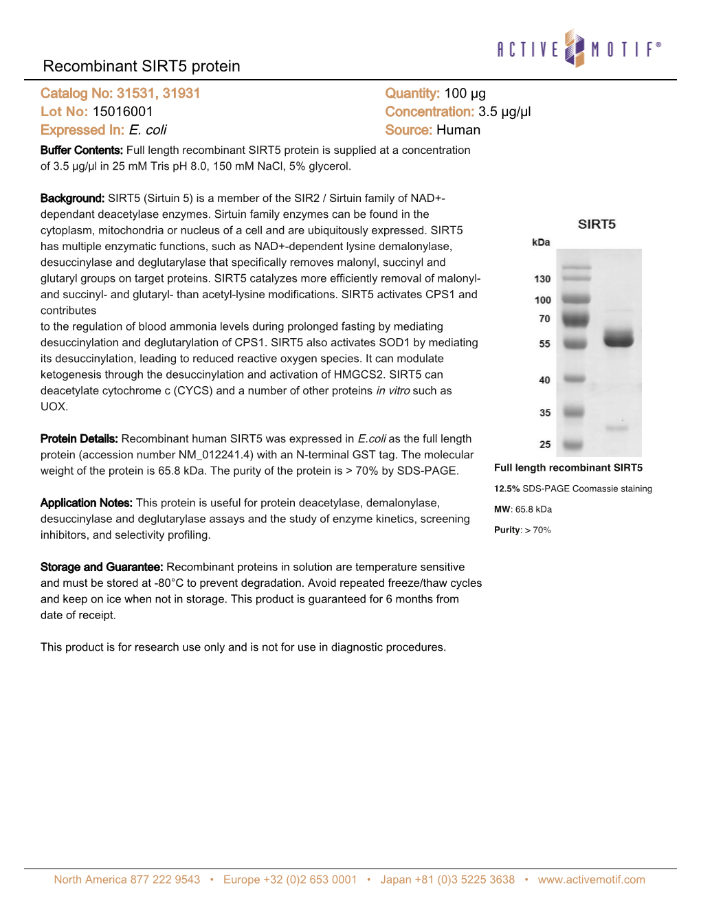 Recombinant SIRT5 Protein Catalog No: 31531, 31931 Quantity: 100 Μg Lot No: 15016001 Concentration: 3.5 Μg/Μl Expressed In: E