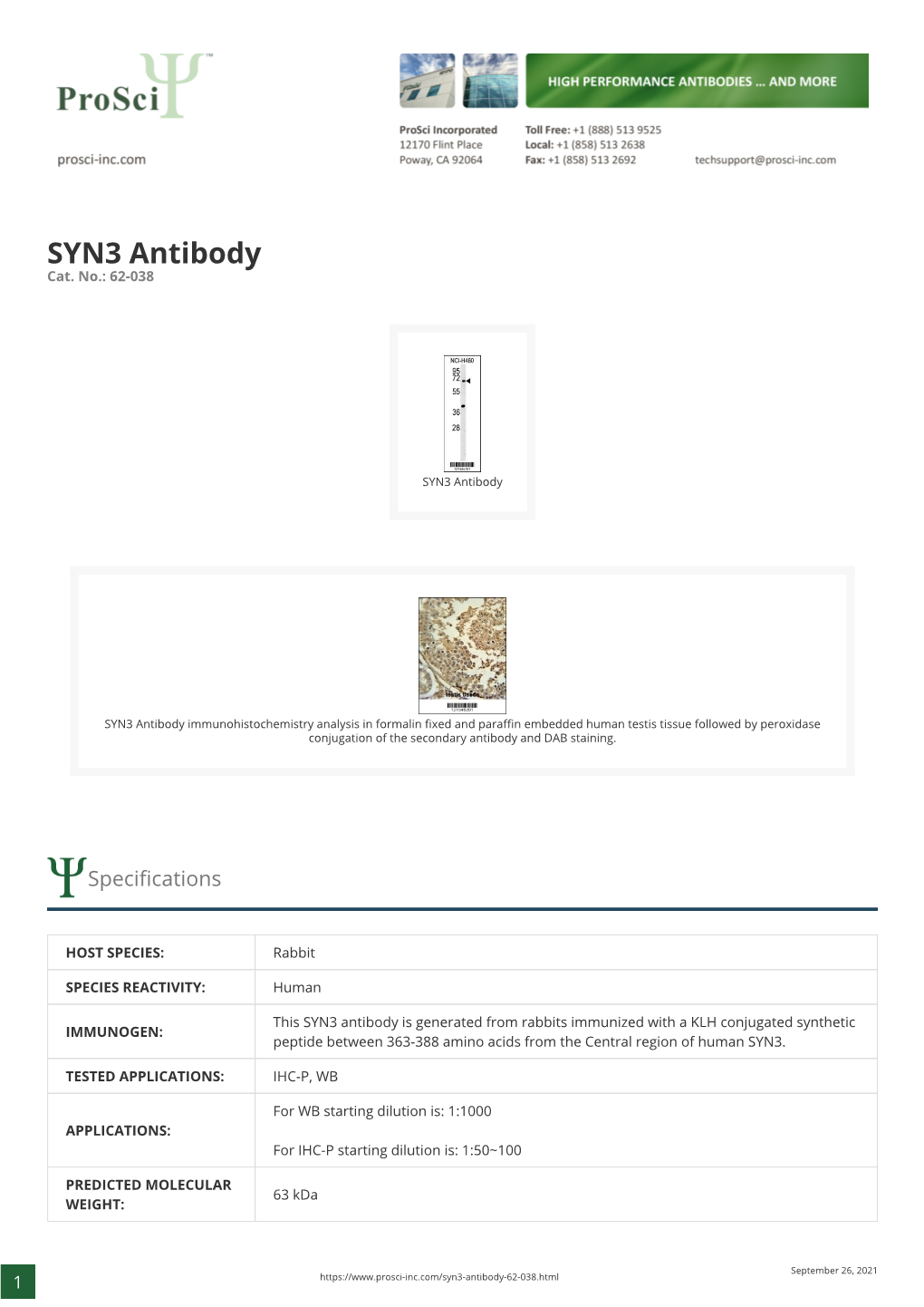 SYN3 Antibody Cat